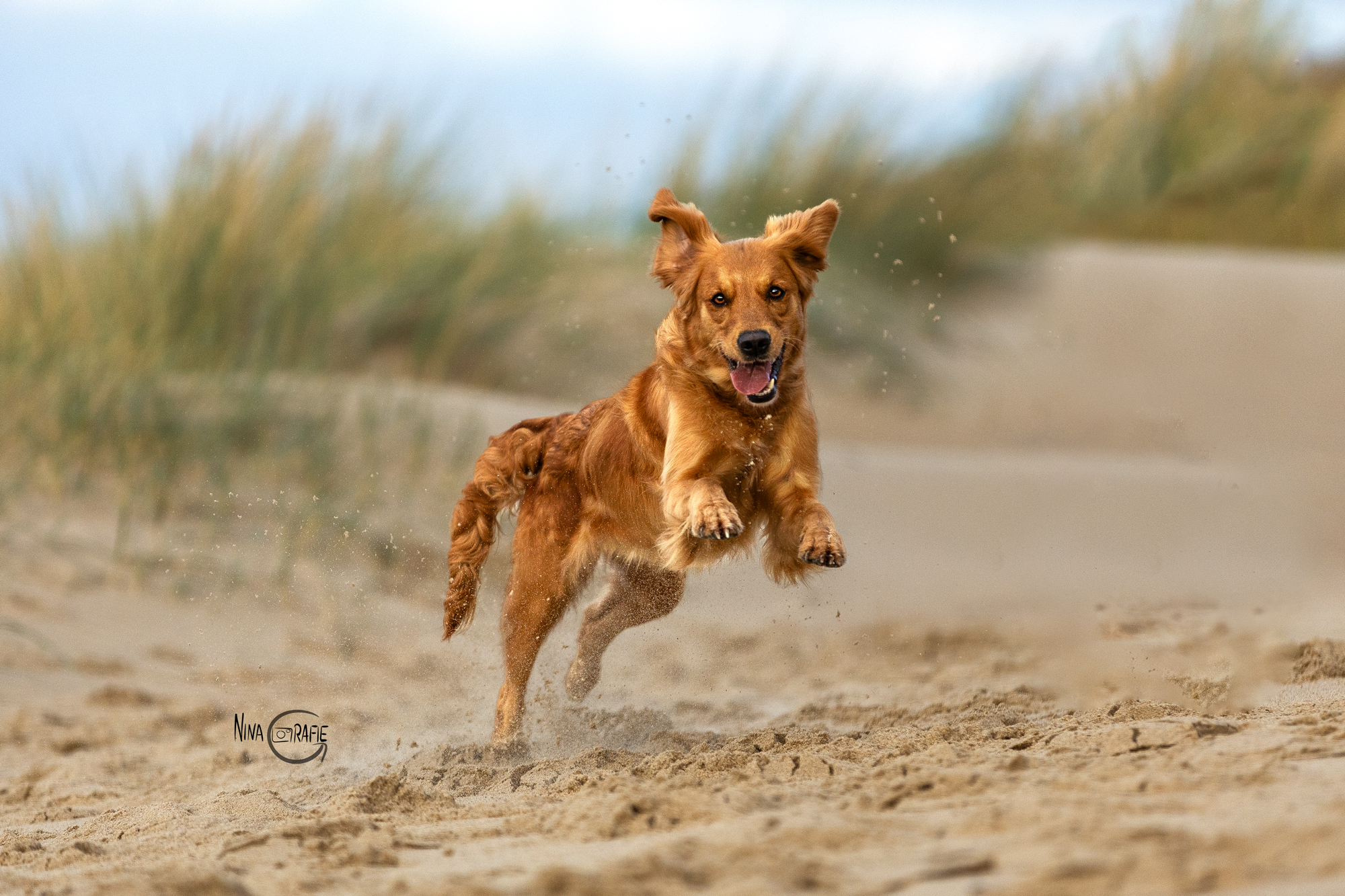 Shooting - Hunde am Meer