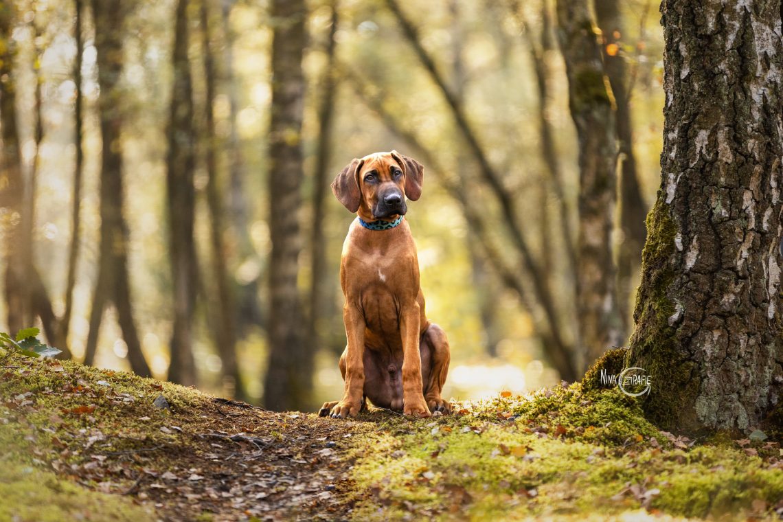 Shooting - 4 Jahreszeiten am Baldeneysee