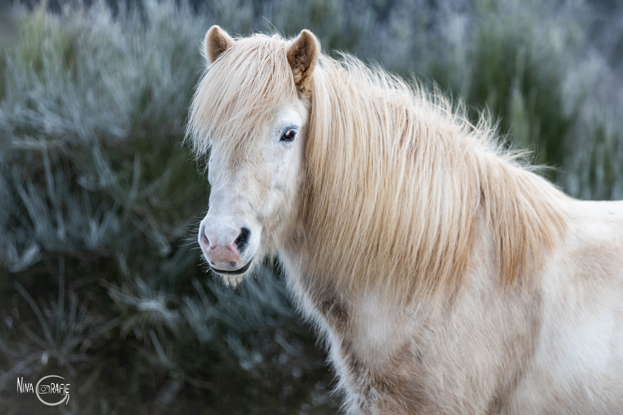 Shooting - Islandpony