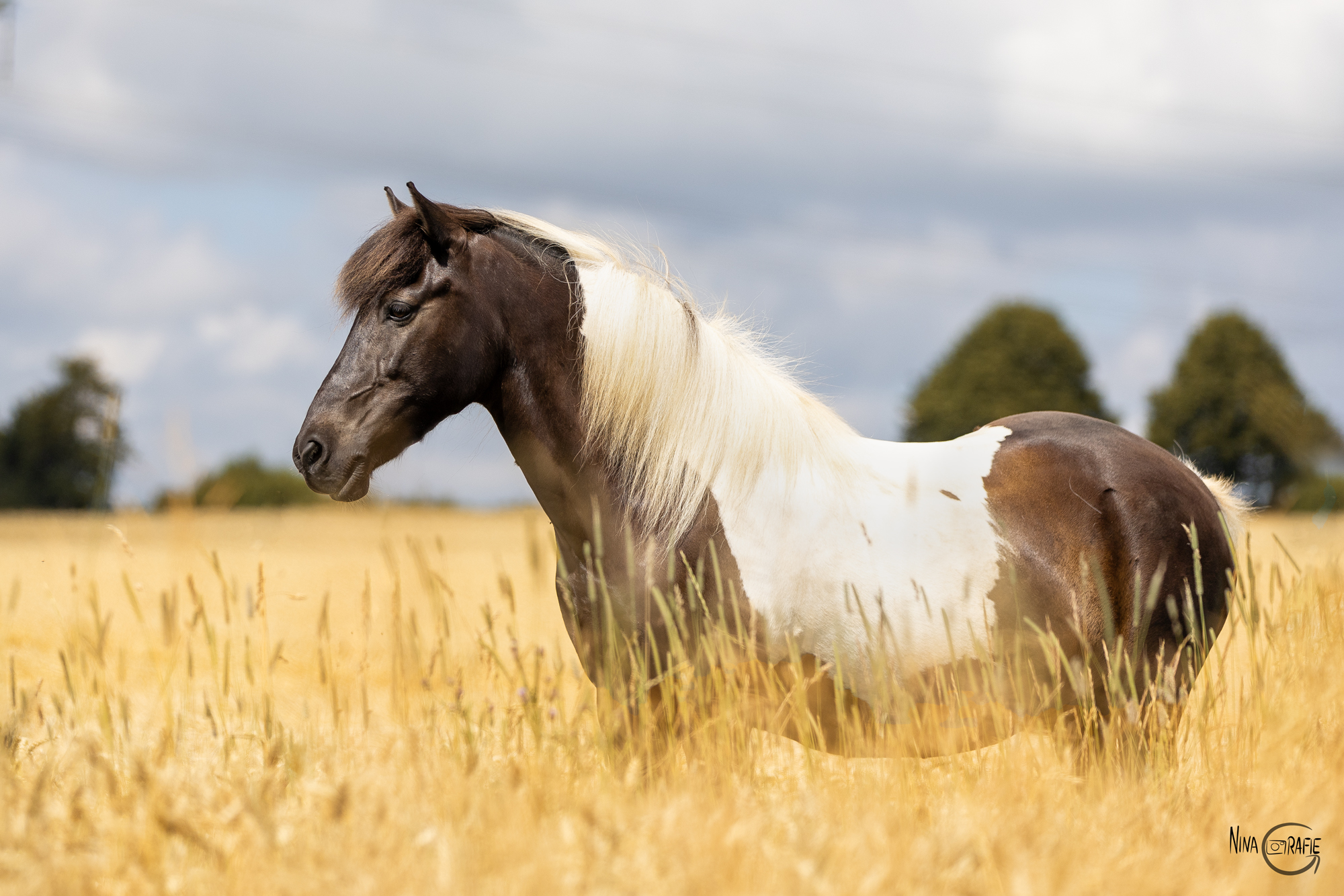 Shooting - Islandpony