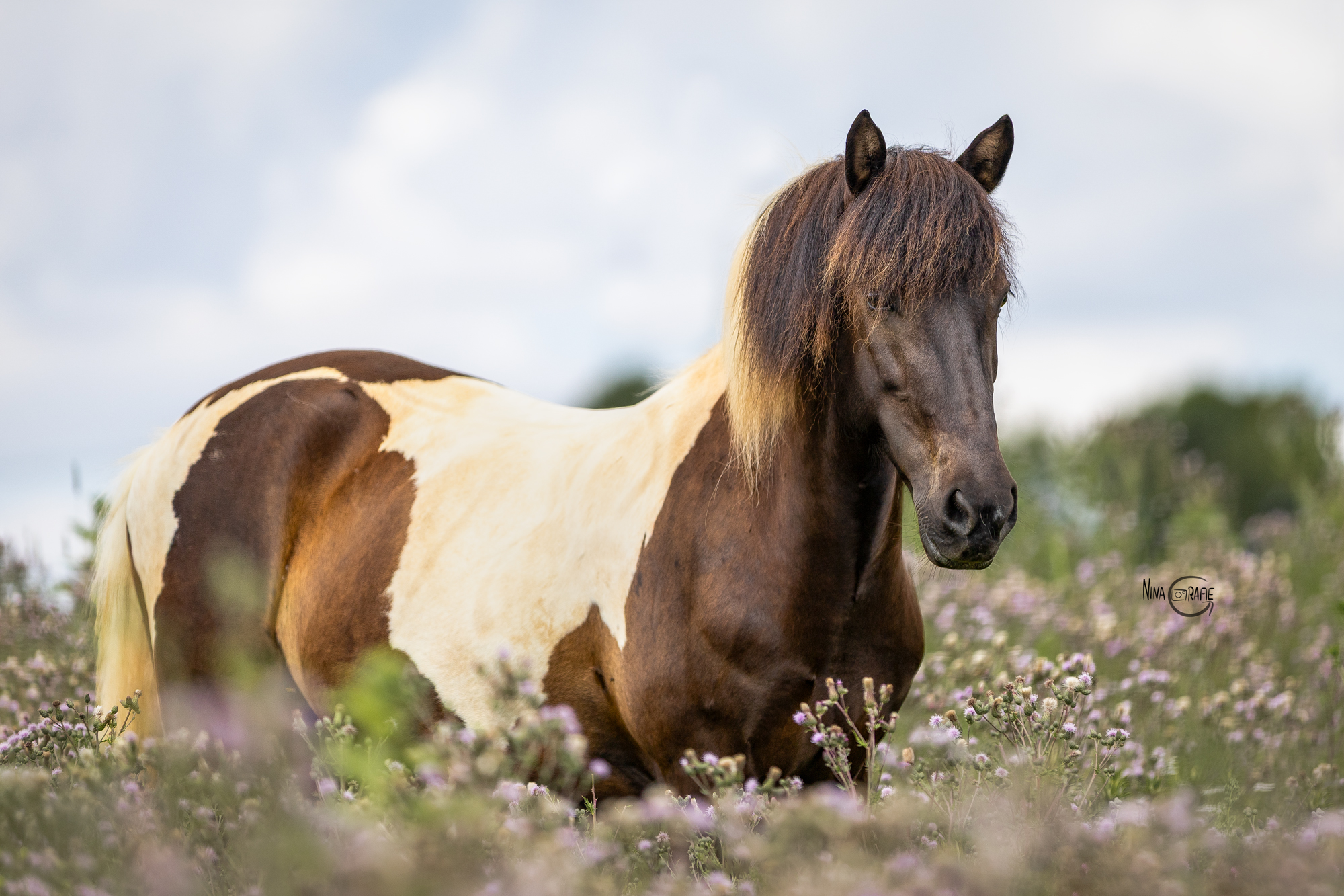 Shooting - Islandpony