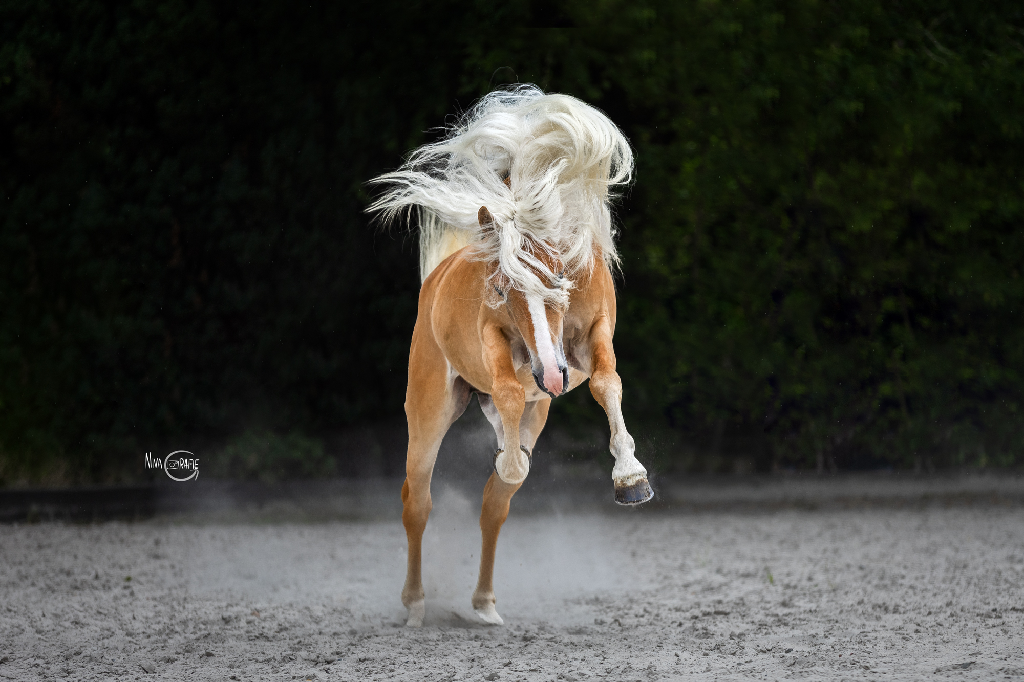 Portfoliotag Haflinger