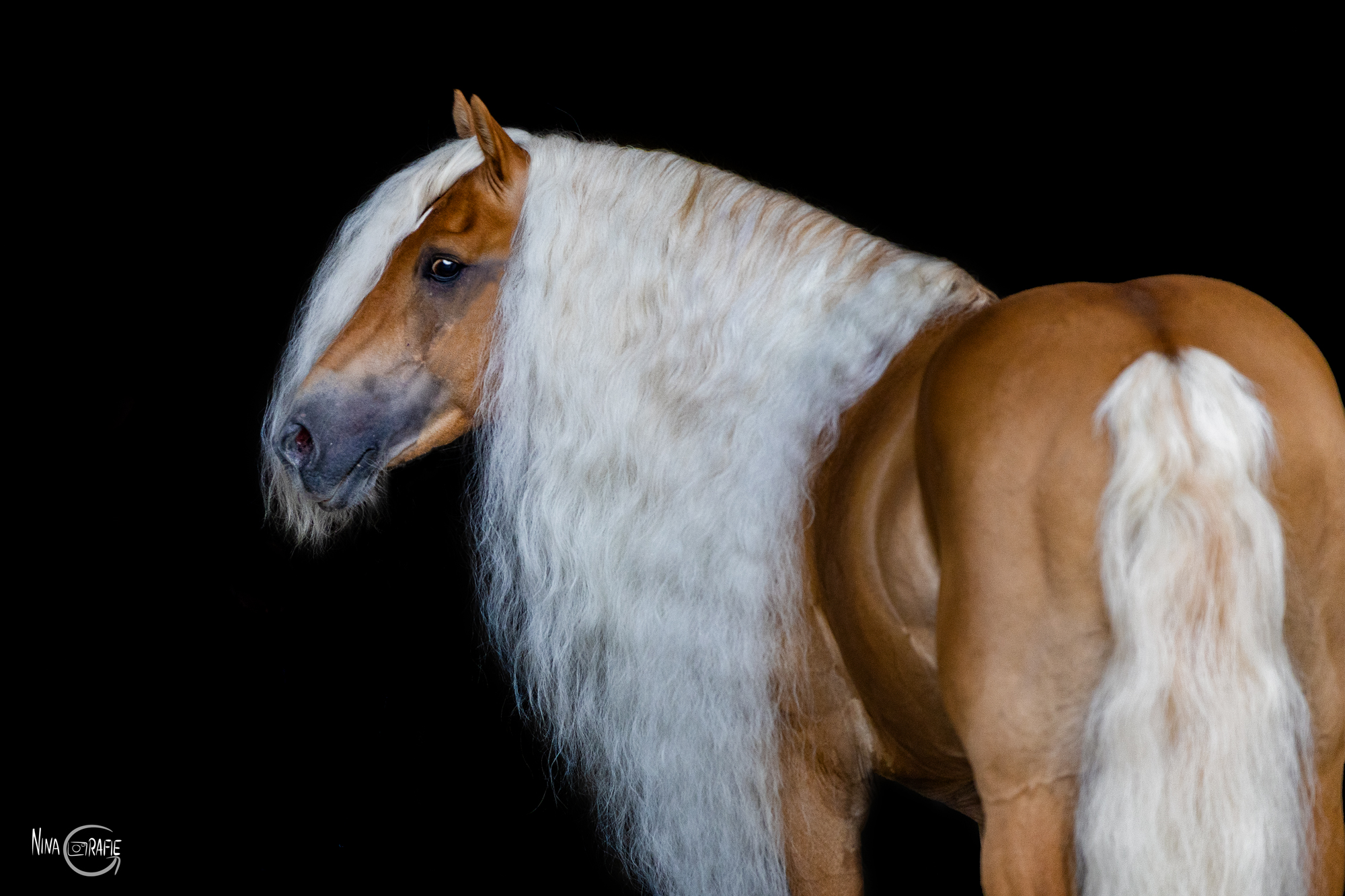 Portfoliotag - Pferd vor schwarzem Hintergrund