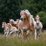 Portfoliotag Haflinger auf der Weide als Herde - organisiert von Lisa Lüdeke