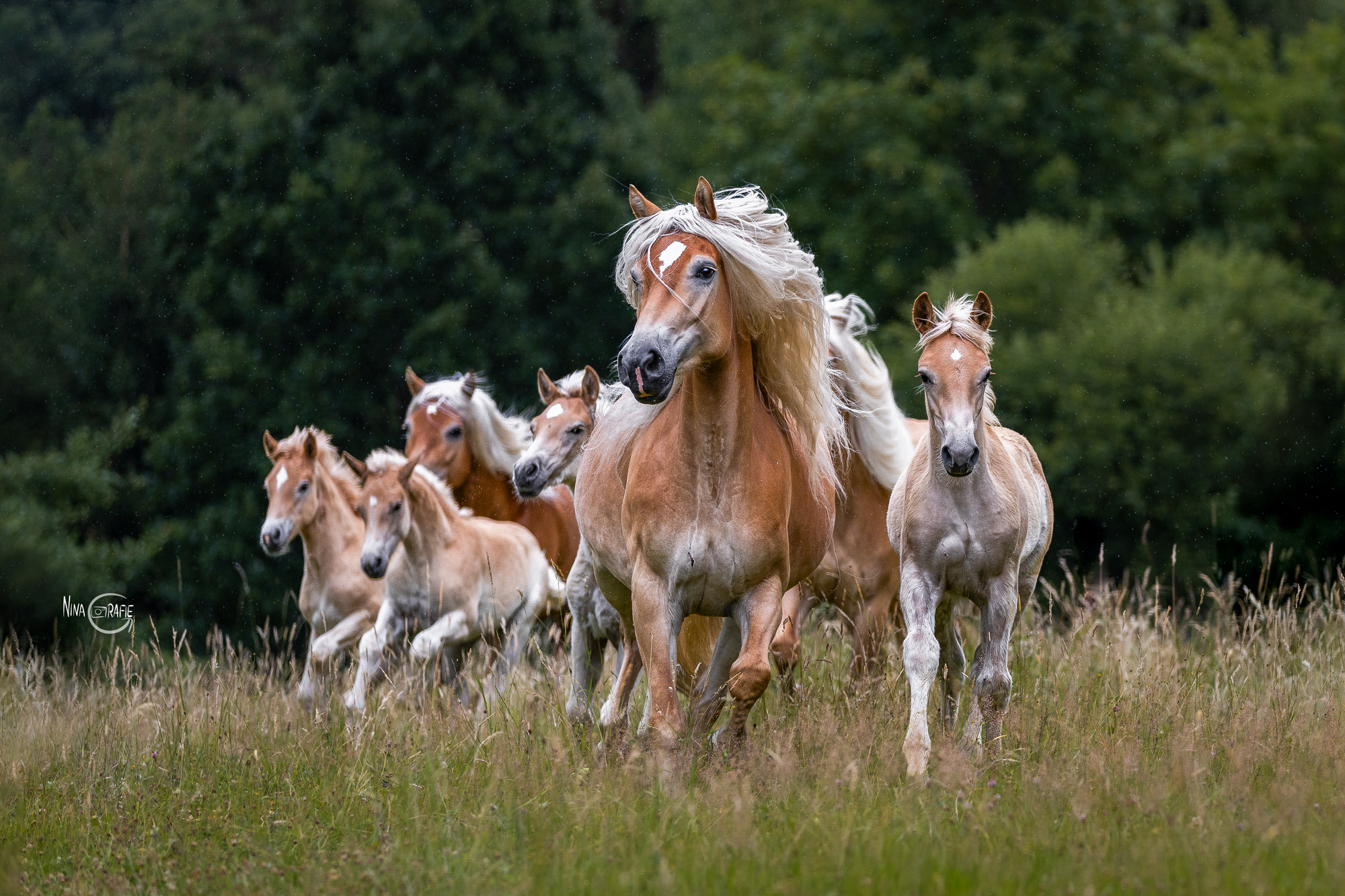 Portfoliotag Haflinger auf der Weide als Herde