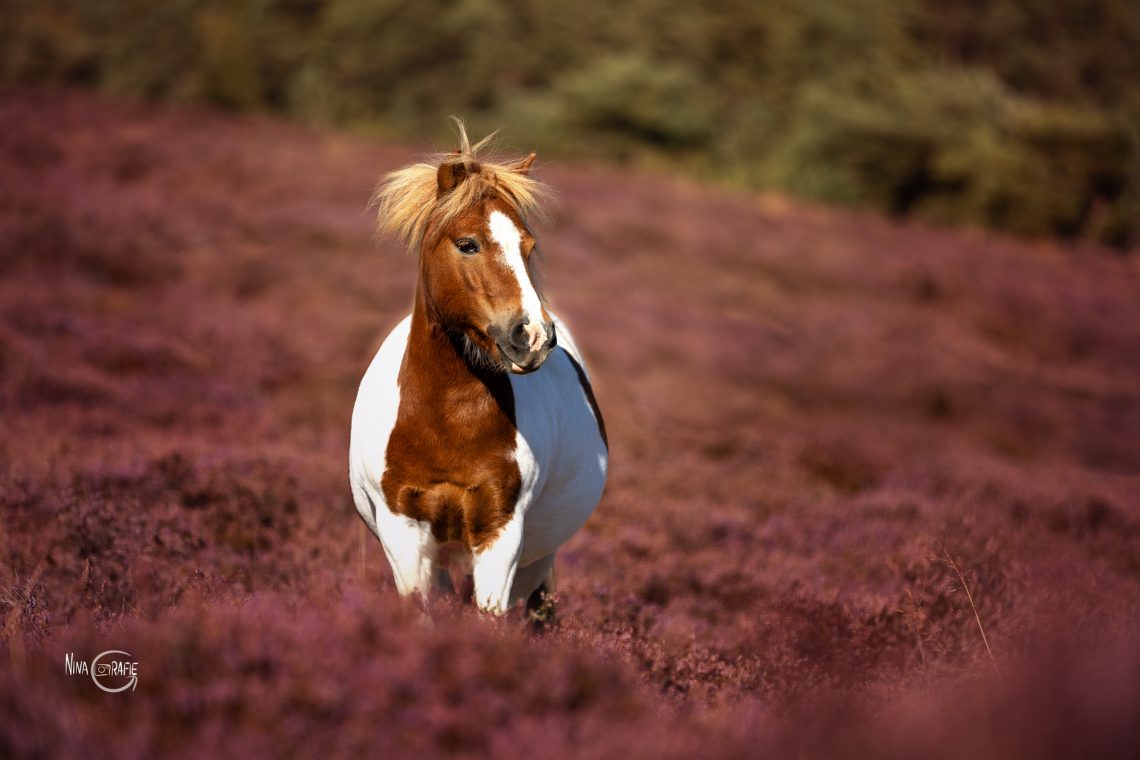 Shooting - Pferde in der Heide