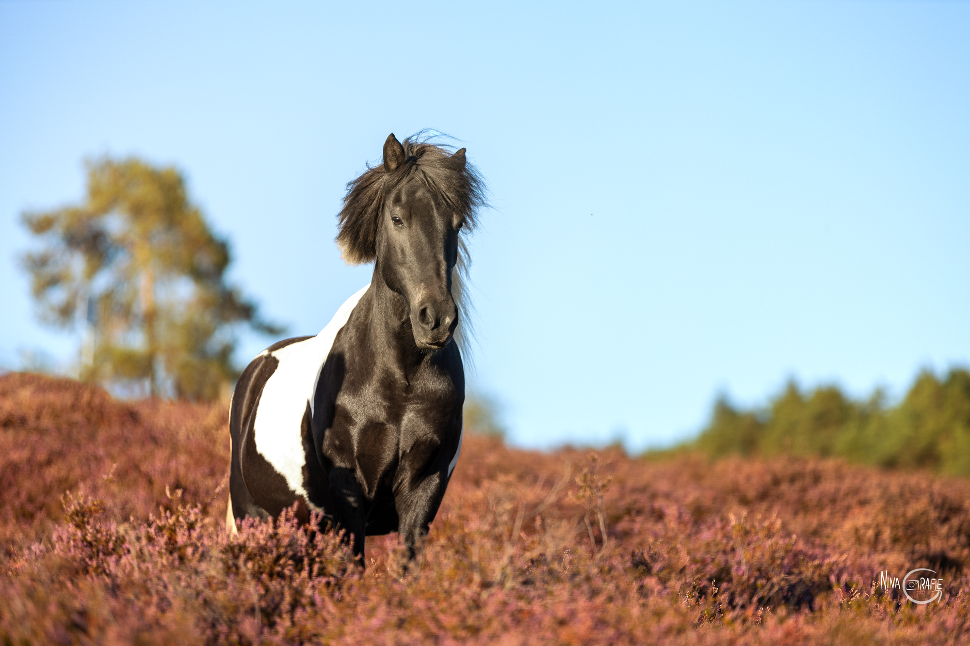 Shooting - Pferde in der Heide