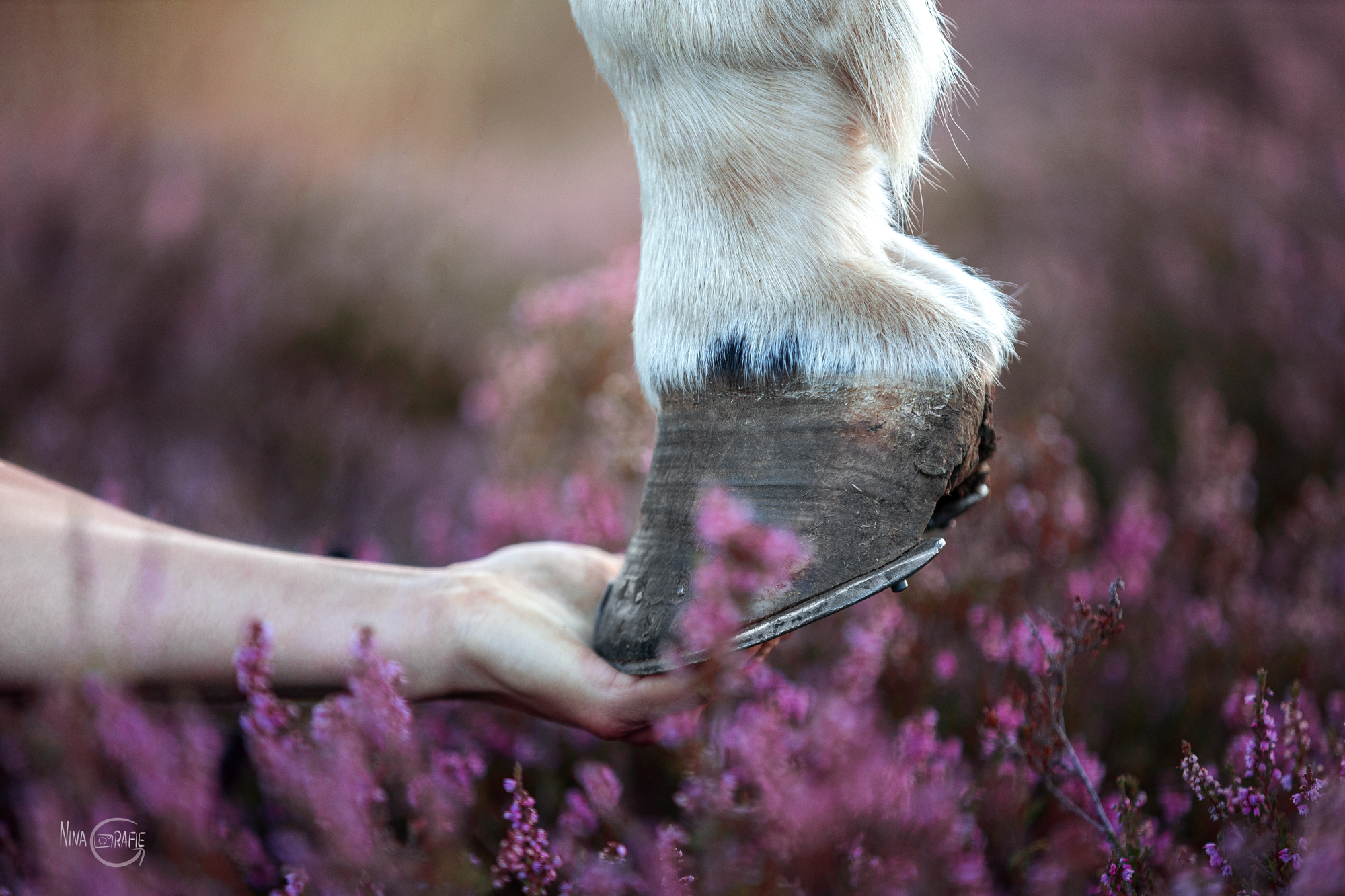 Shooting - Pferde in der Heide