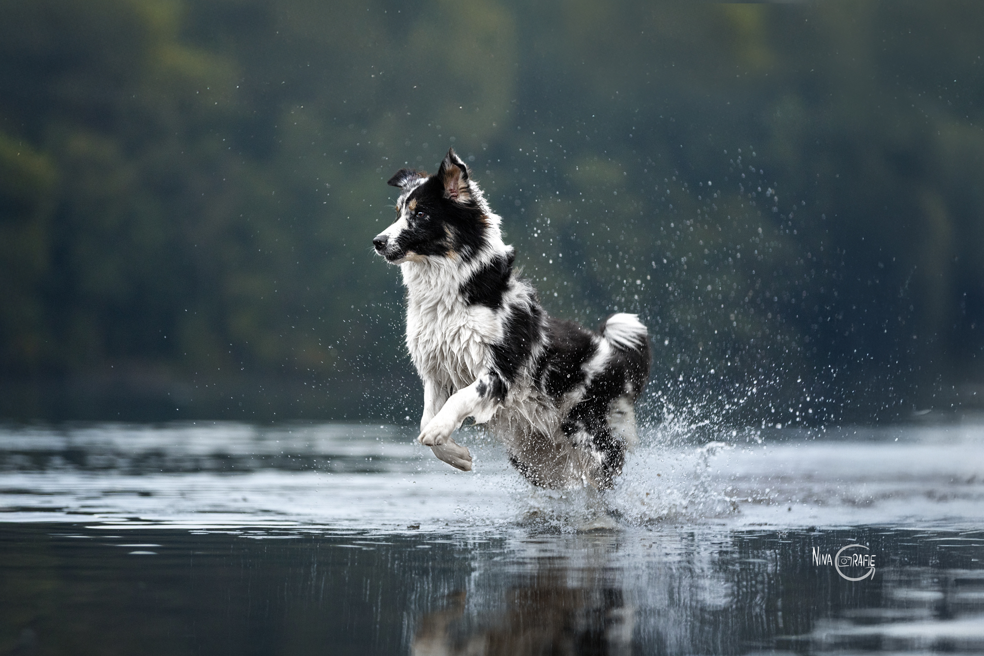 Shooting - Hunde im Wasser