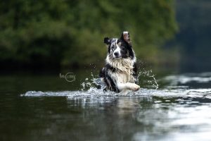 HundeImWasser_IMG_5497-web Shooting - Hunde im Wasser