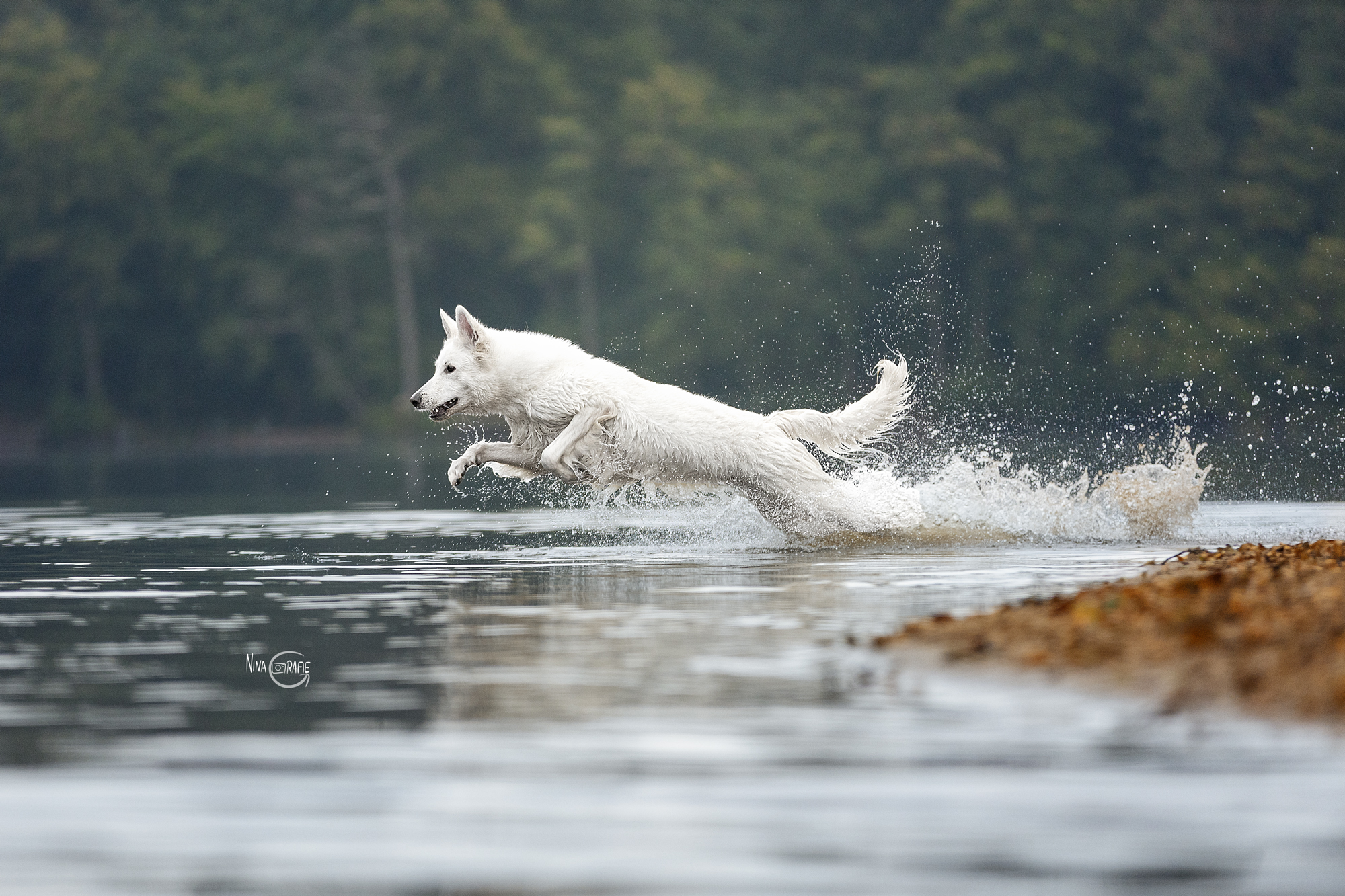 Shooting - Hunde im Wasser