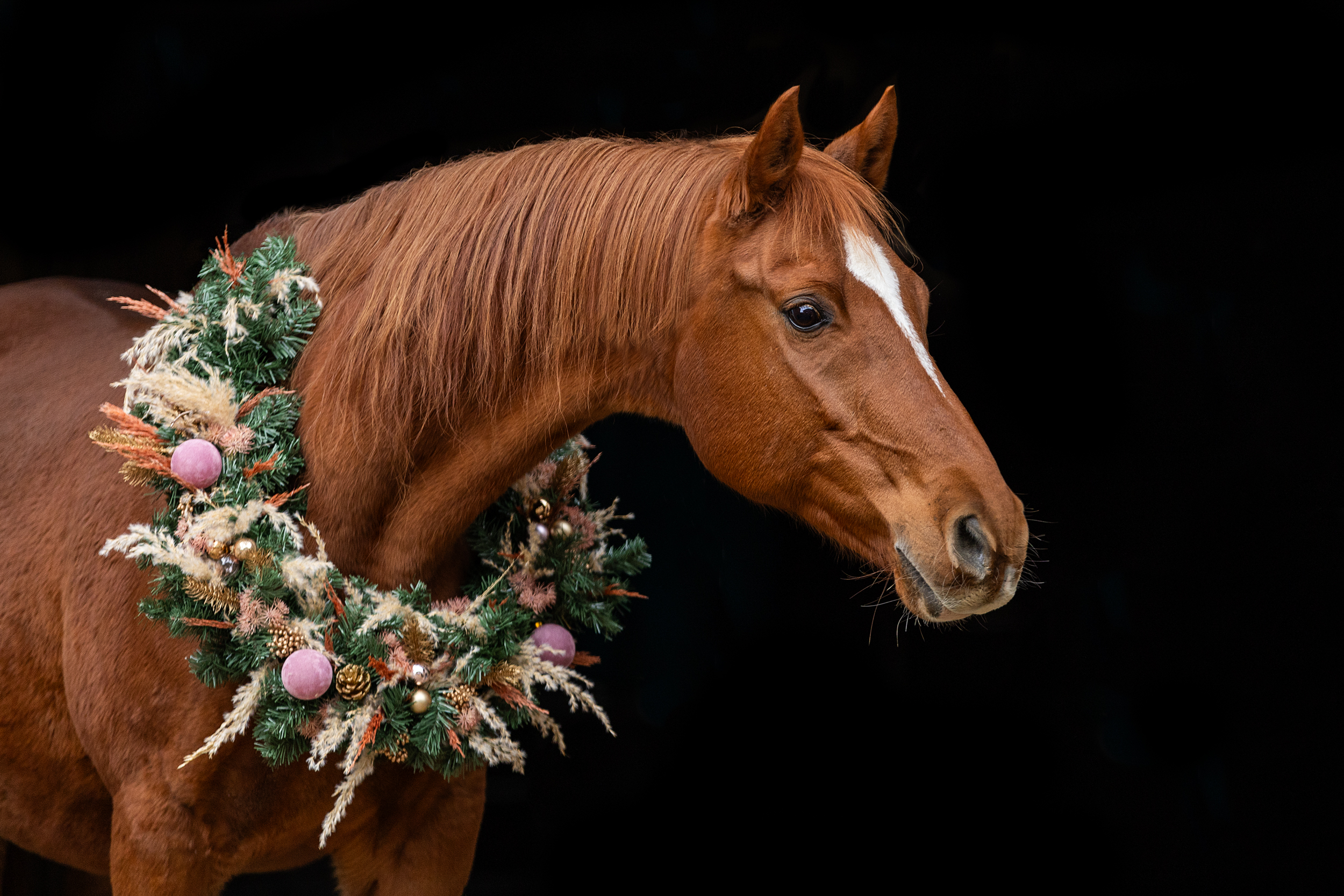 Shooting - Beauty in Black Christmas Edition