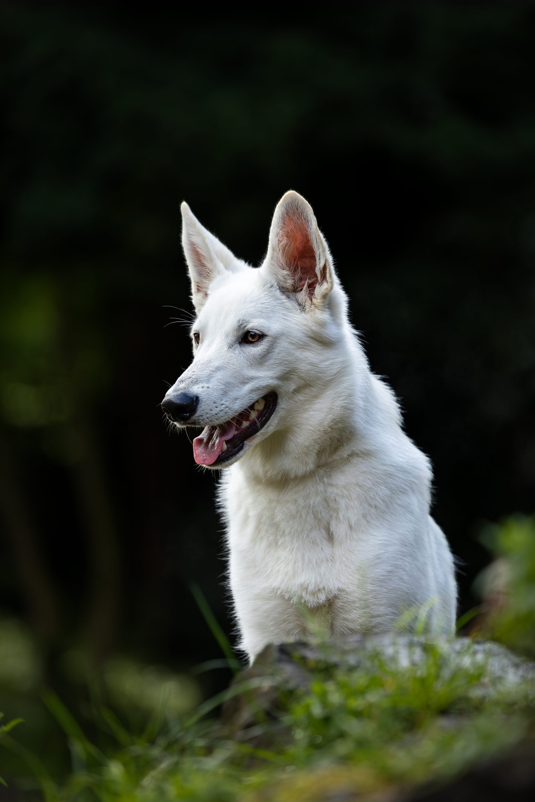 Shooting - Hund