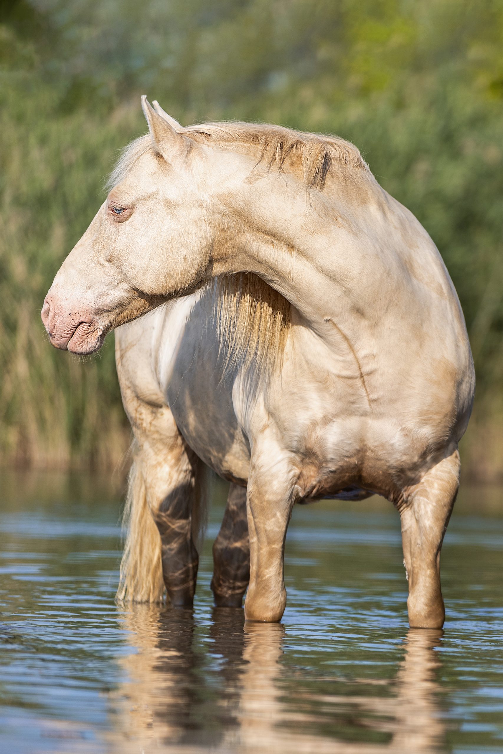 Portfoliotag Freilauf im Wasser