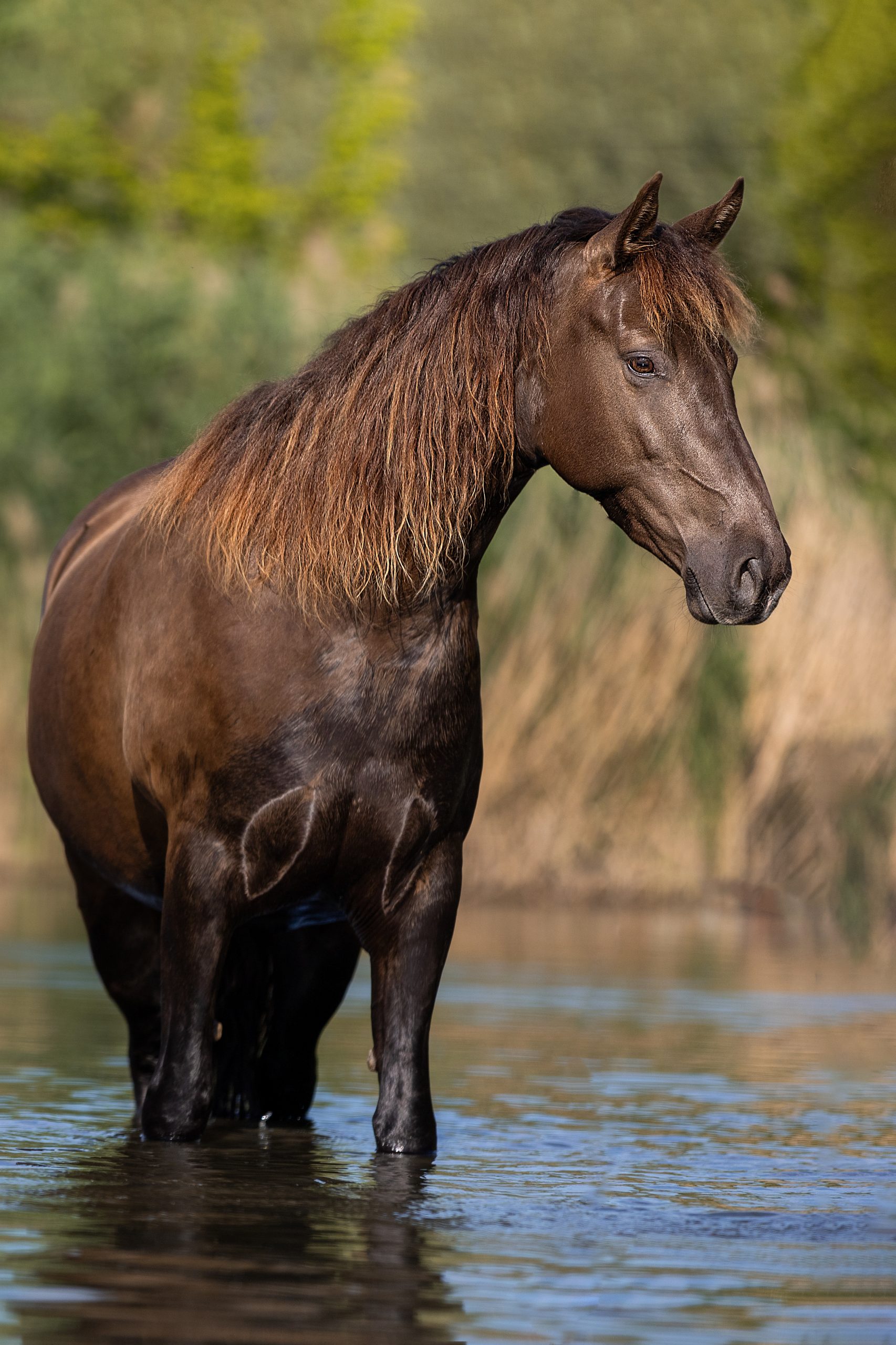 Portfoliotag Freilauf im Wasser