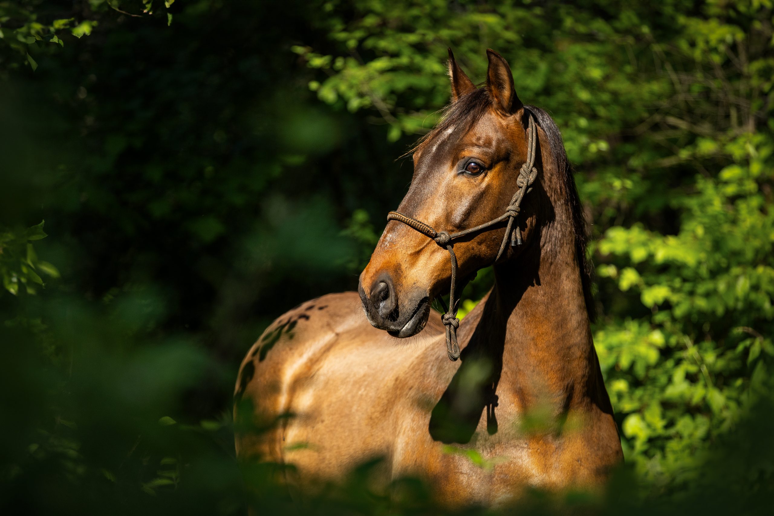 Shooting - Pferd