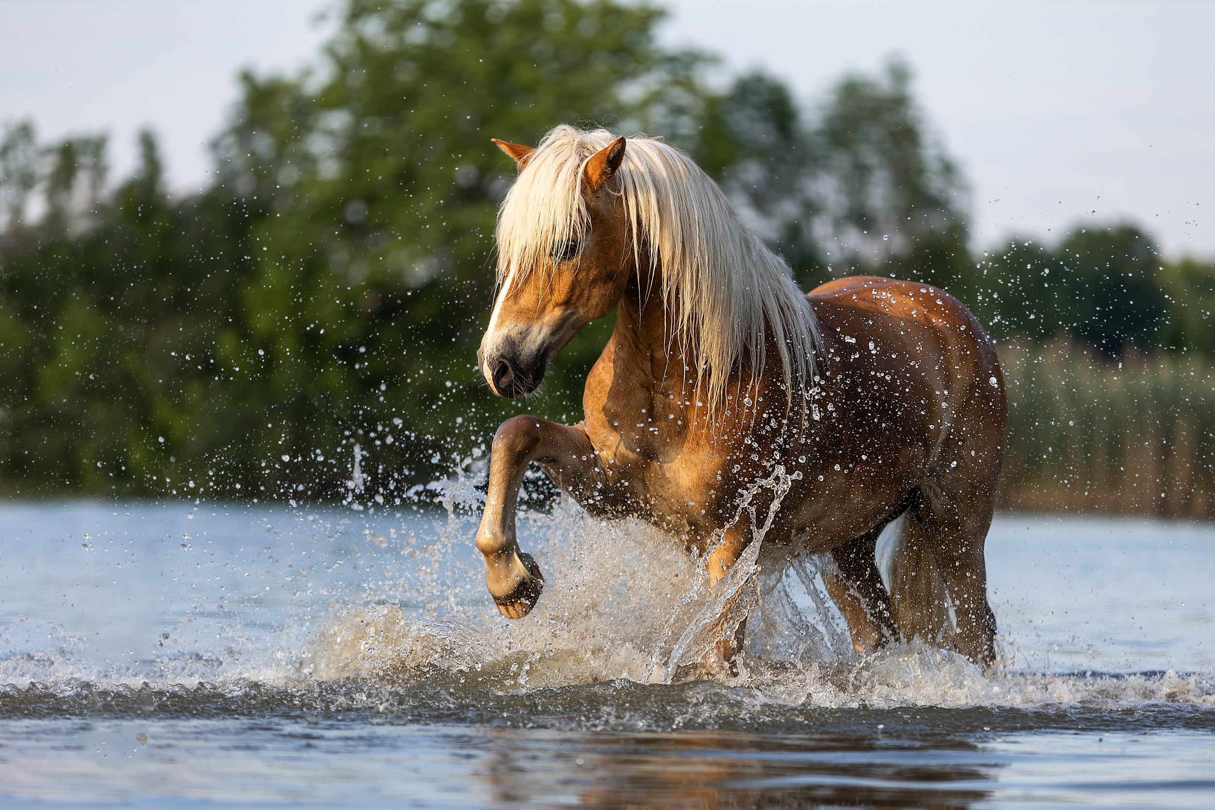 Portfoliotag Freilauf im Wasser