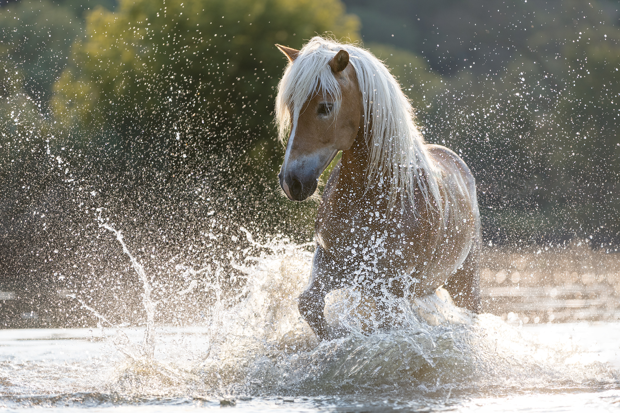 Portfoliotag Freilauf im Wasser
