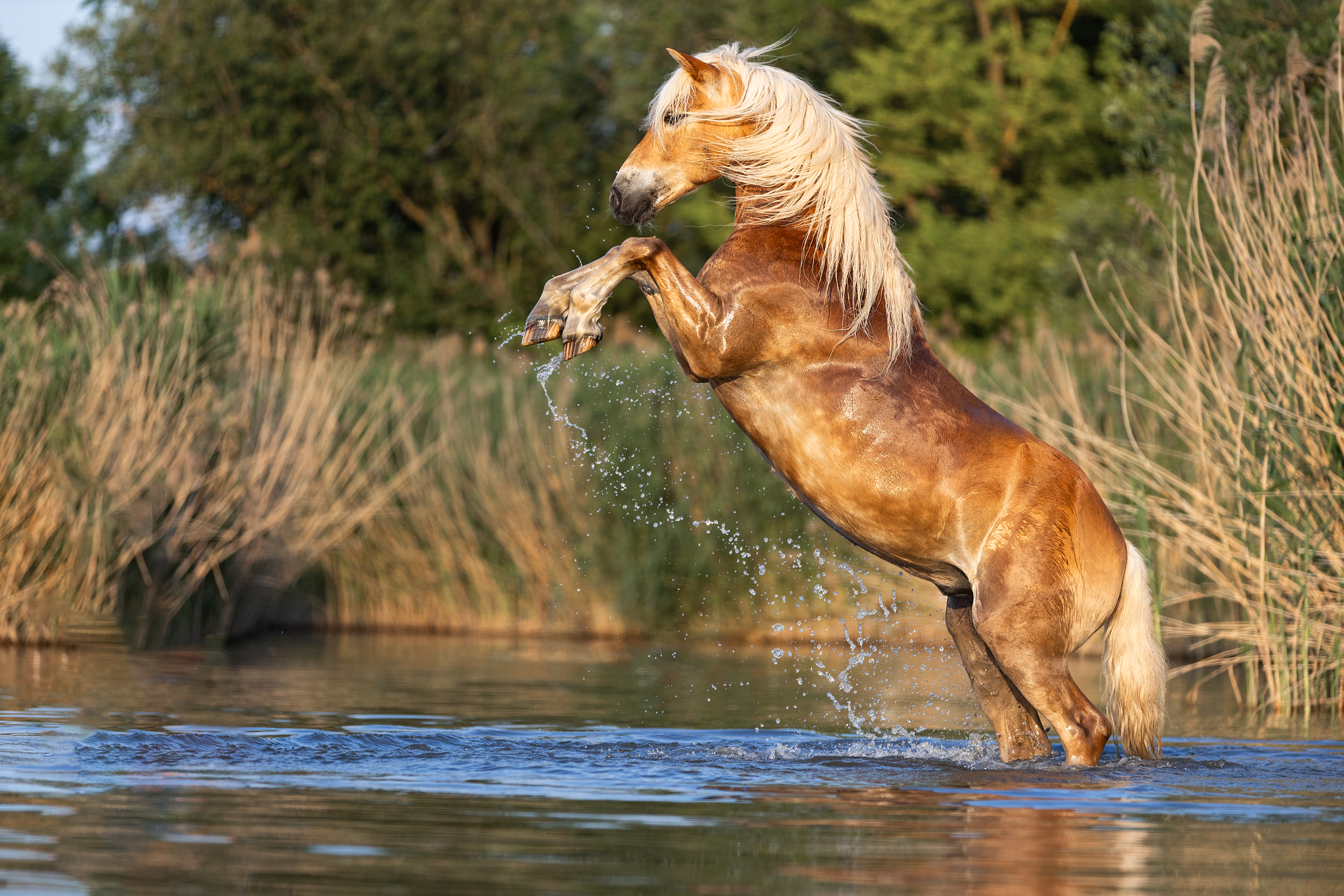 Portfoliotag Freilauf im Wasser