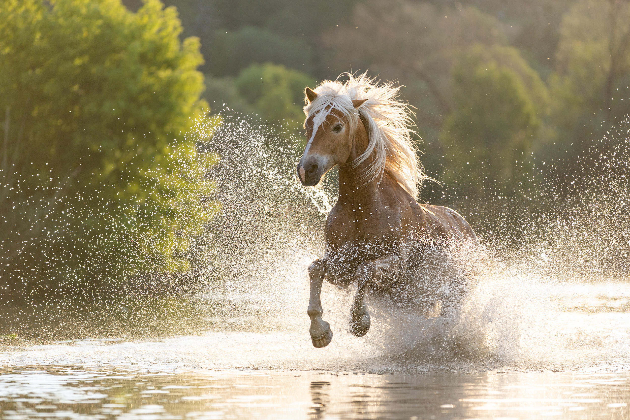 Portfoliotag Freilauf im Wasser