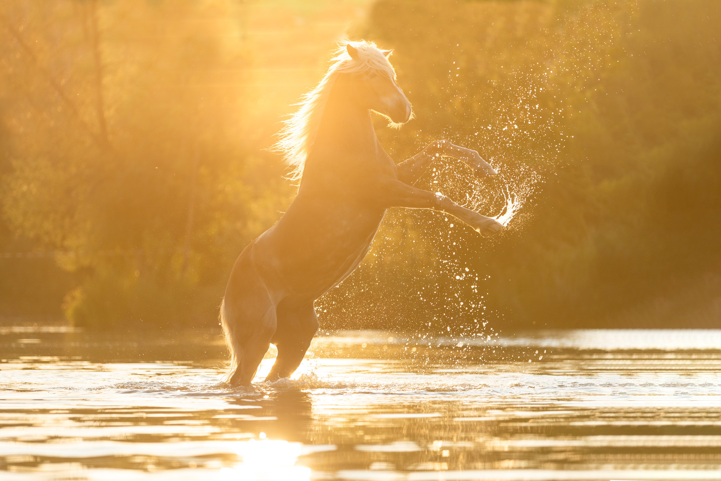 Portfoliotag Freilauf im Wasser