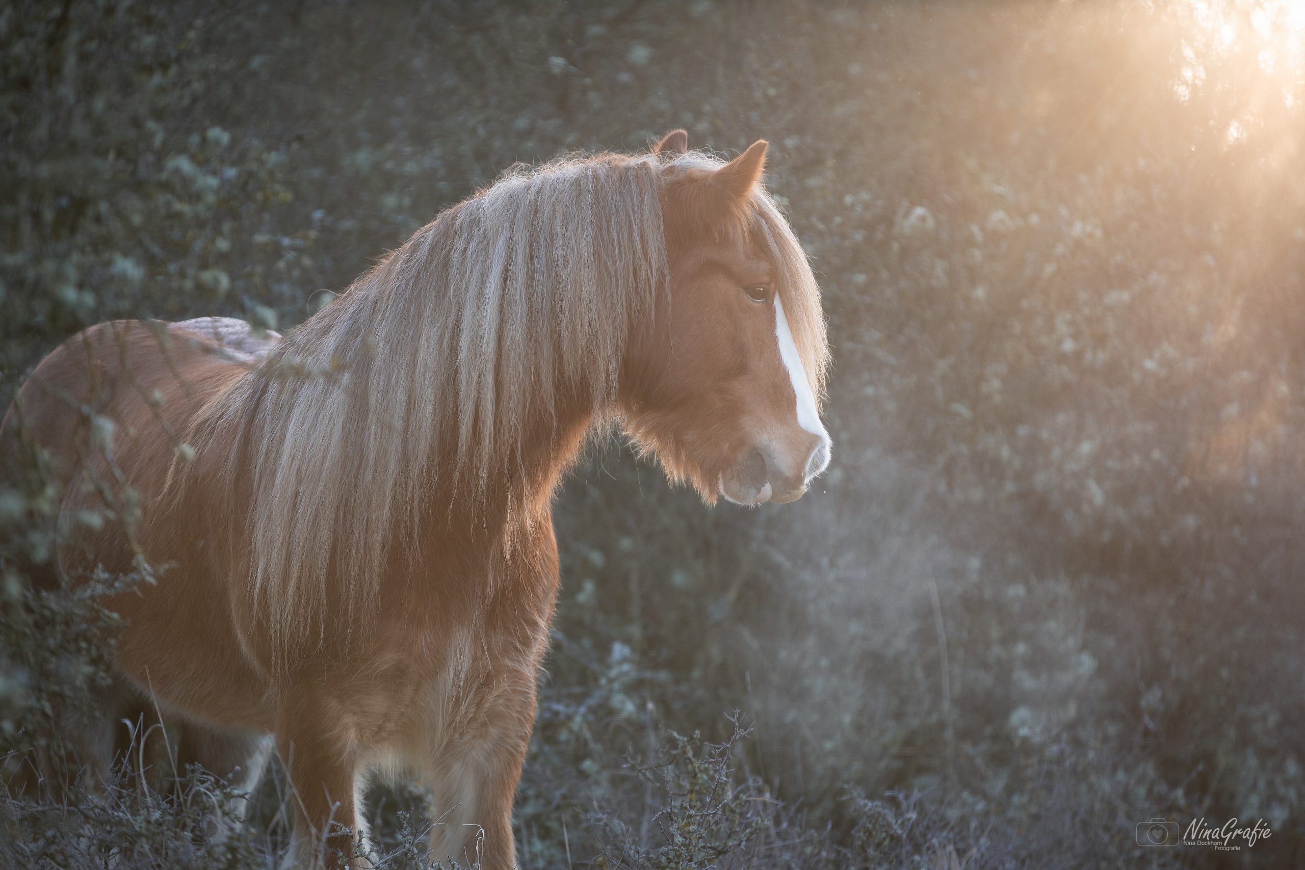 Shooting - Pferd im Frost