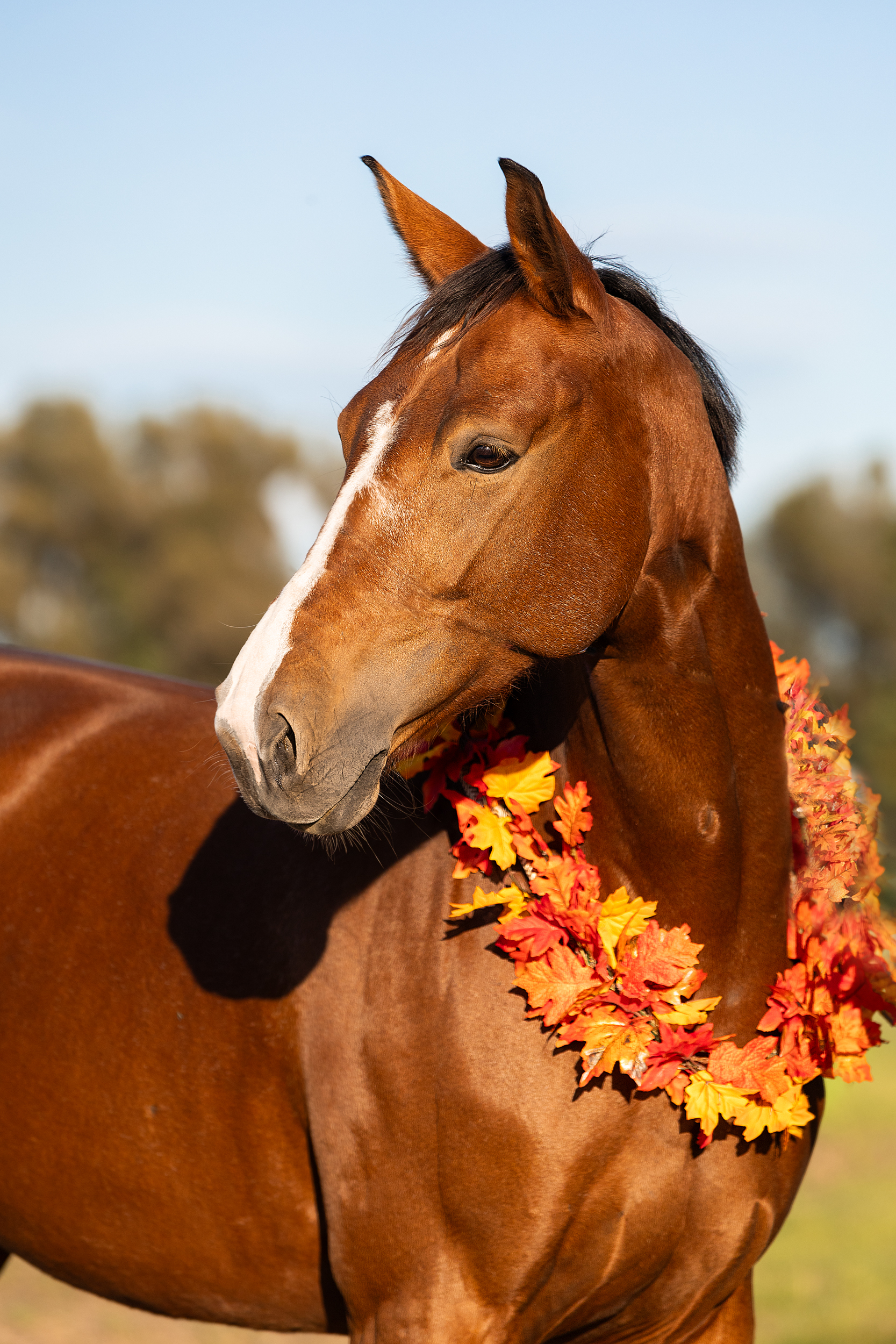 Shooting - Pferd mit Herbstkranz