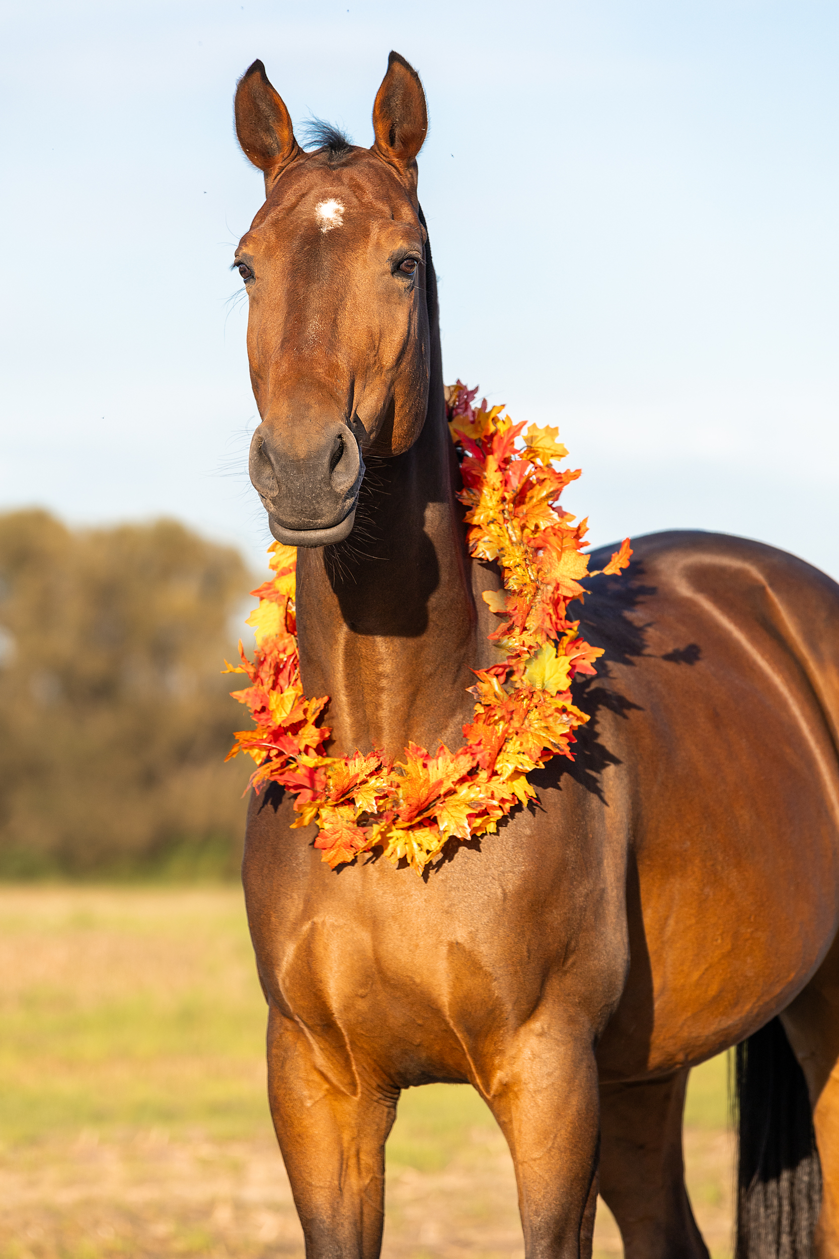 Shooting - Pferd mit Herbstkranz