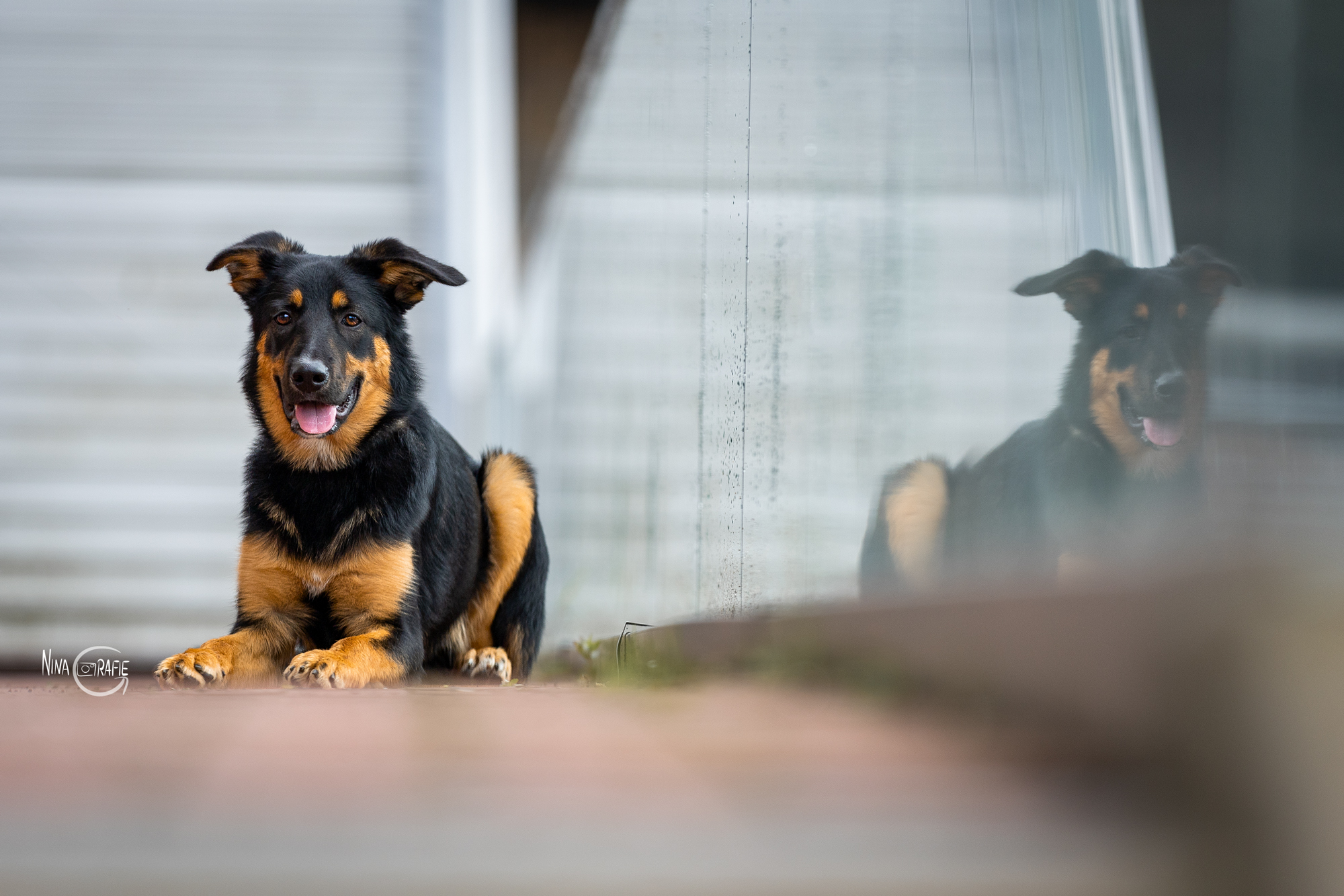 Shooting - Hund mit Spiegelung