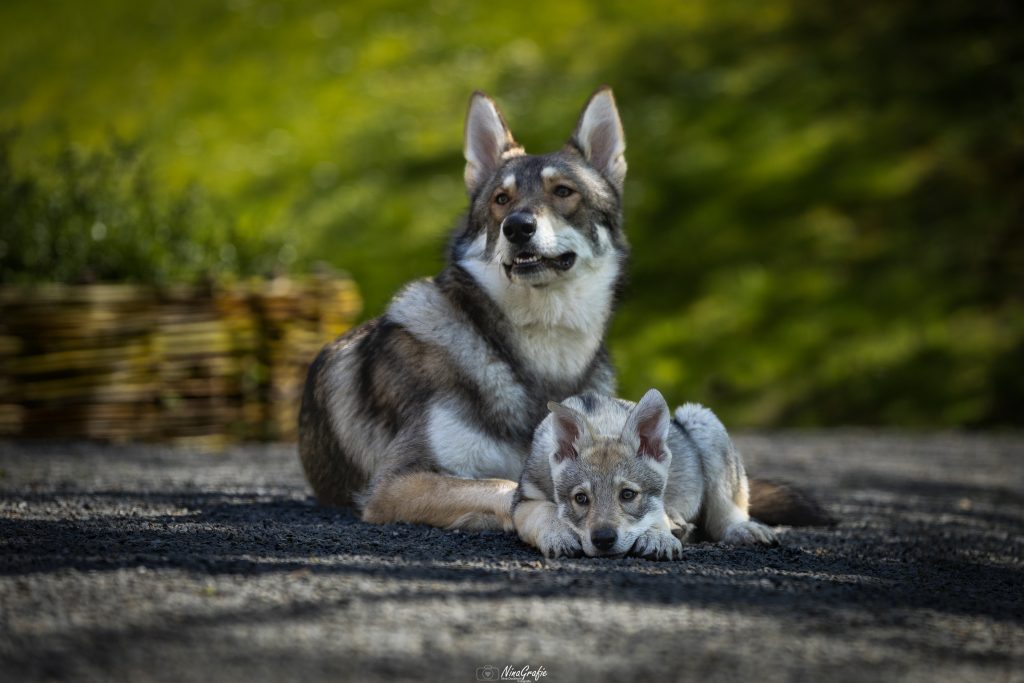 IMG_6879 Shooting - Hunde