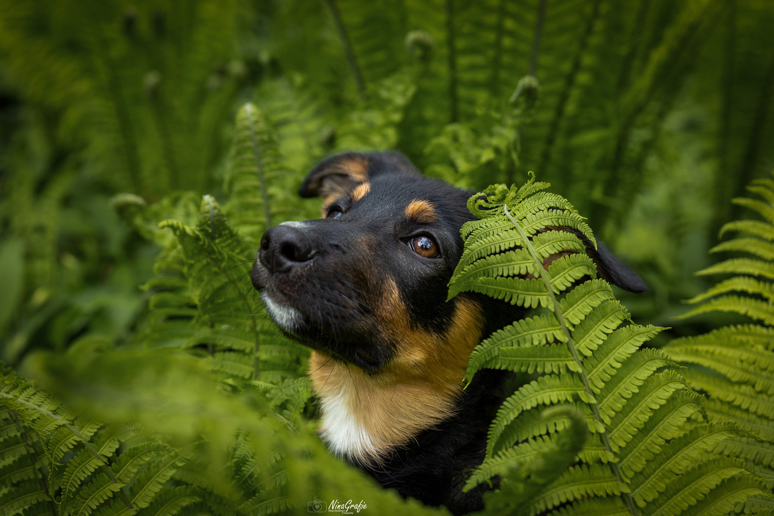 Shooting - Hund