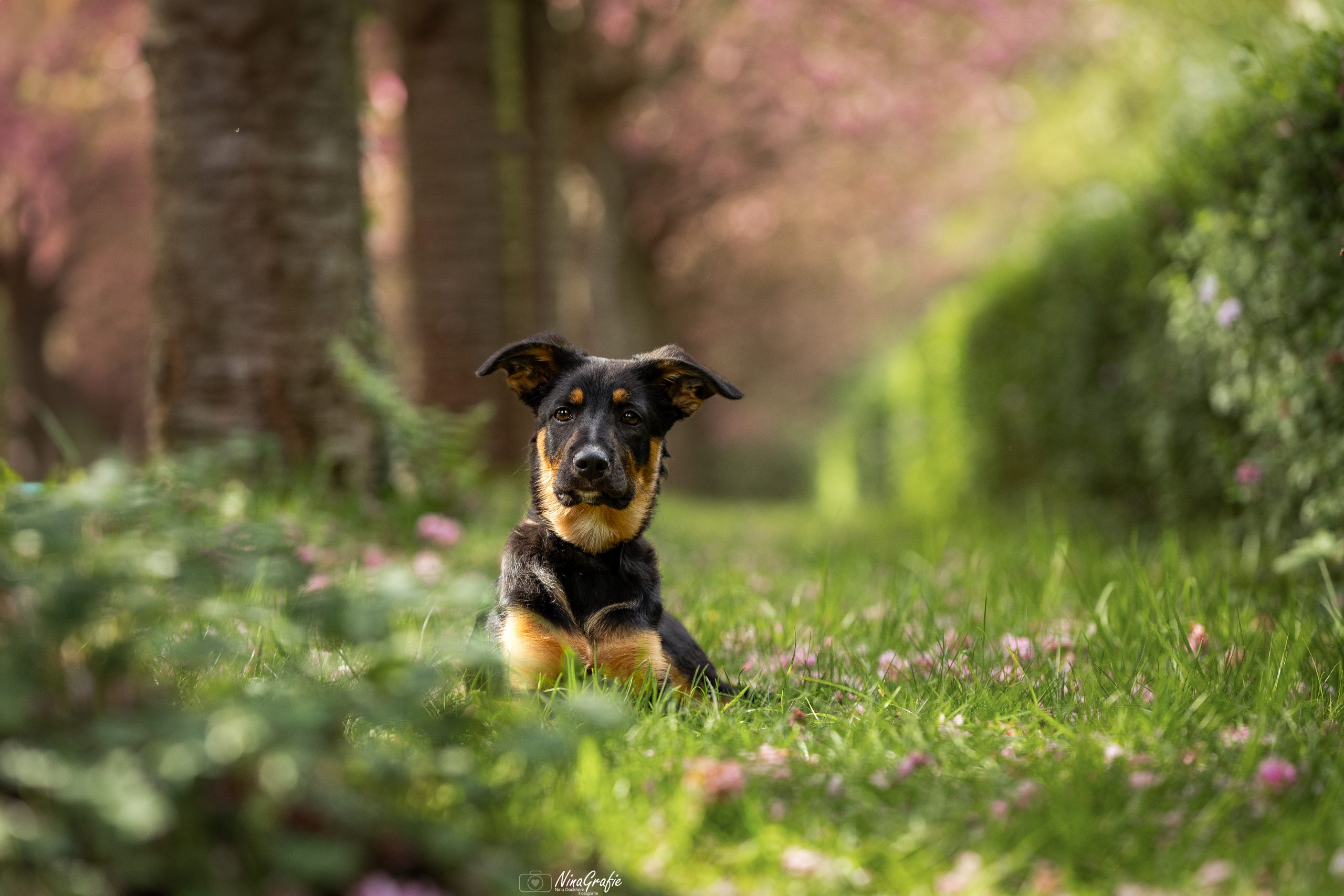 Shooting - Hund
