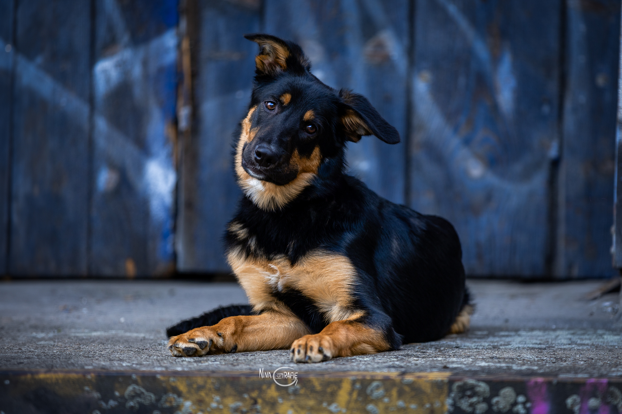 Shooting - Junghund vor blauer Tür