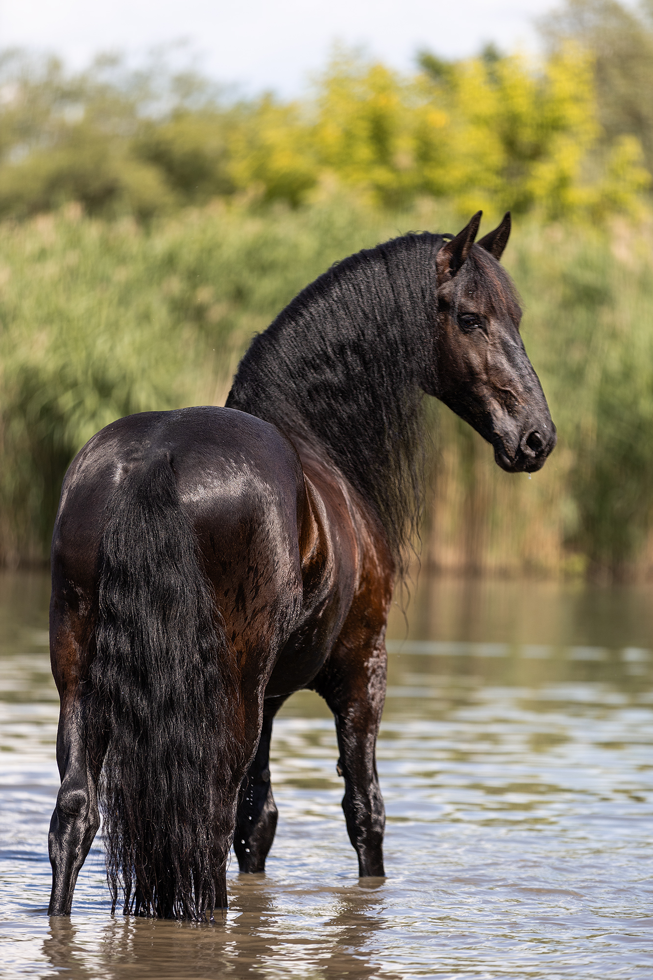 Portfoliotag Freilauf im Wasser