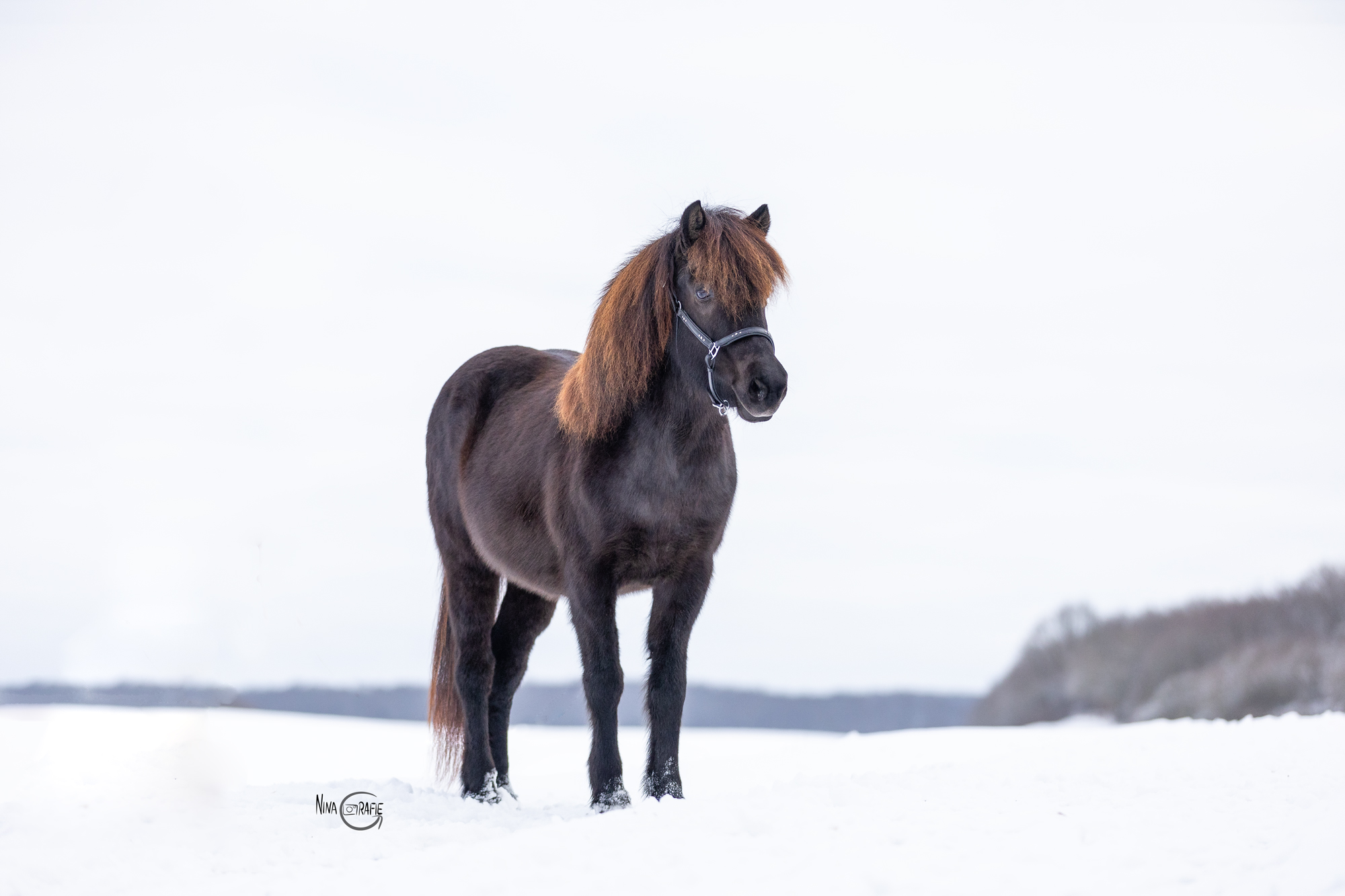 Shooting - Pferd im Schnee