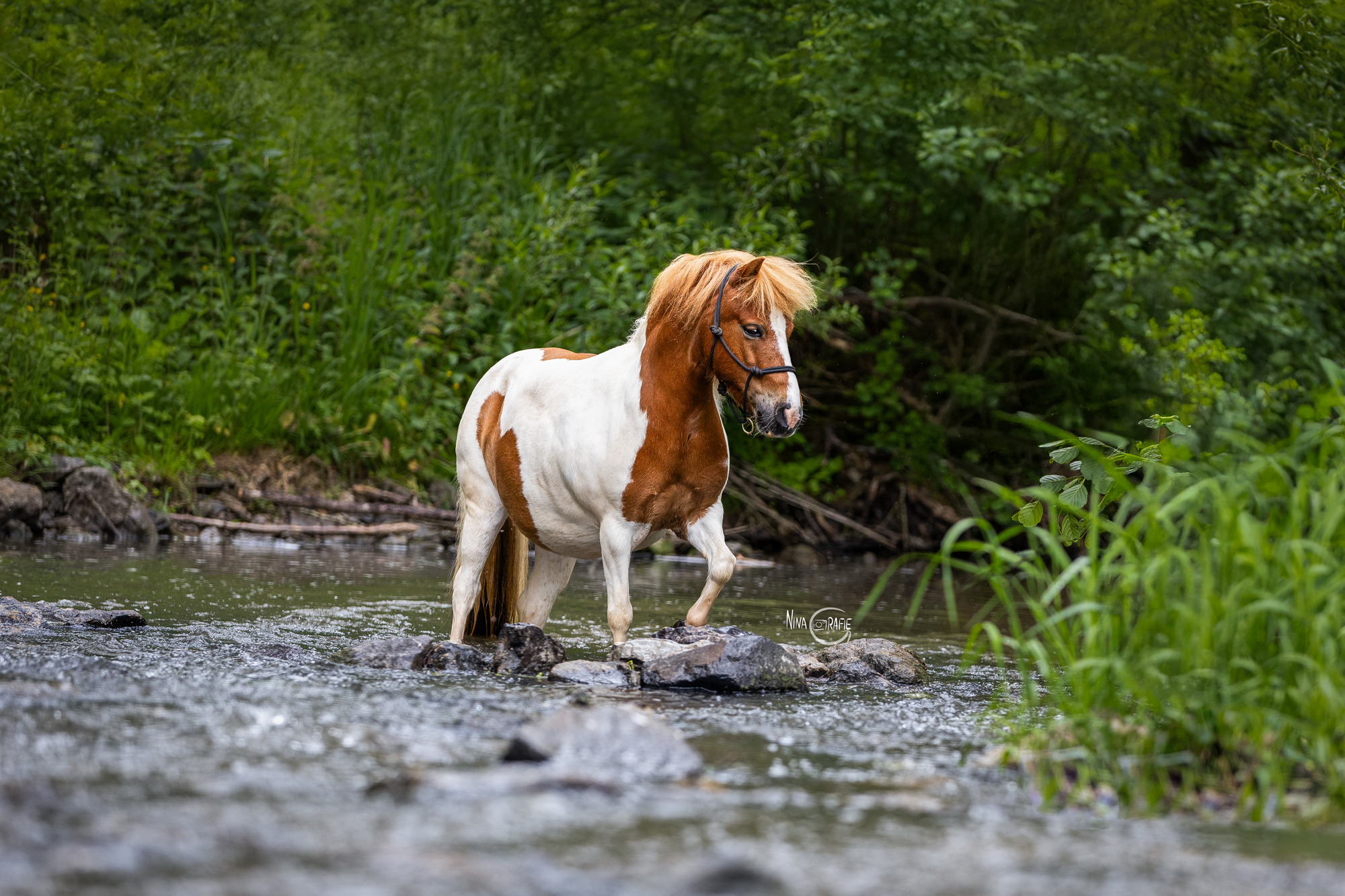 Portfoliotag Shettlandpony