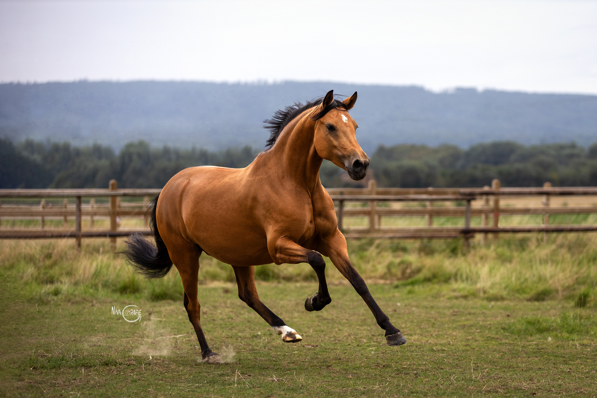 Pferd Weide Portfoliotag