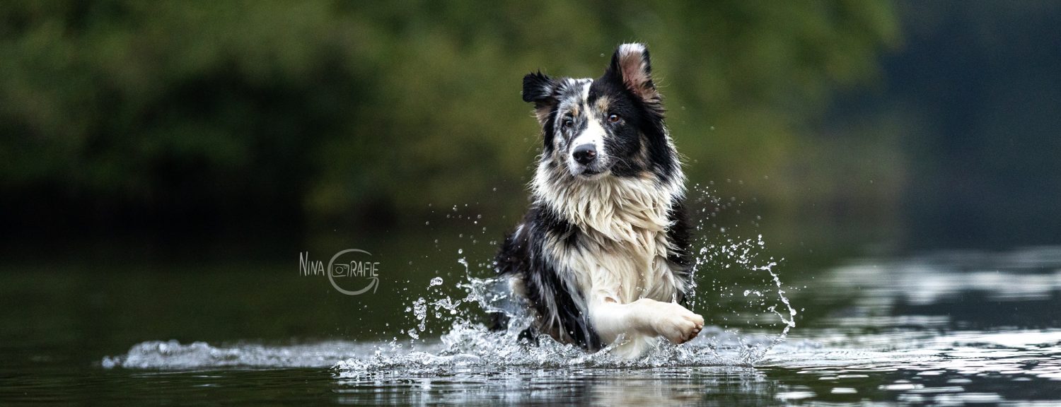 Fotoshooting Hund im Wasser