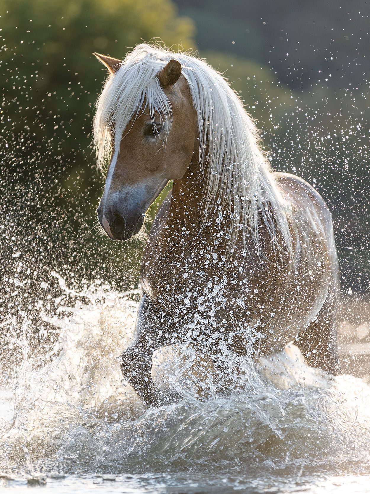Portfoliotag Freilauf im Wasser