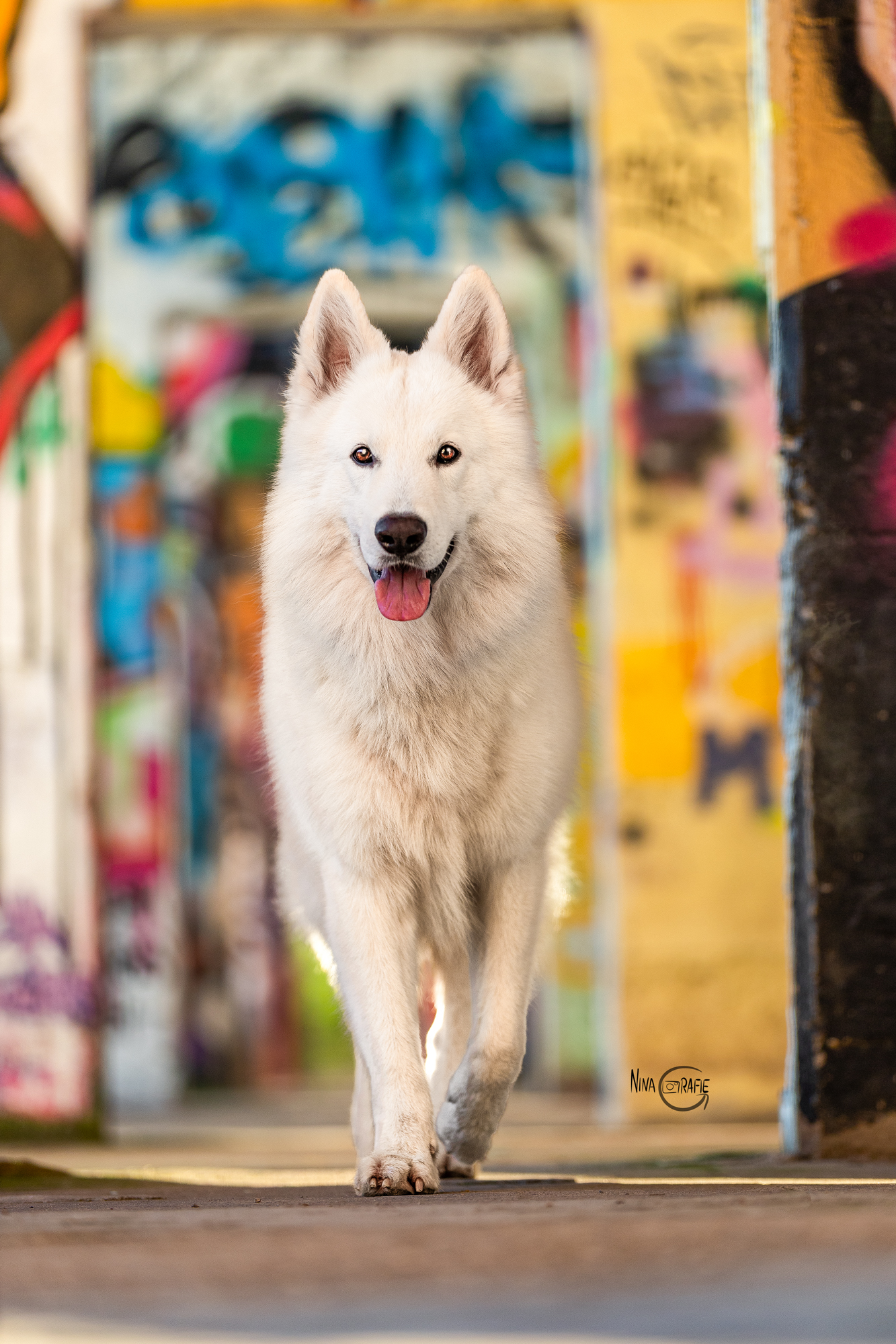 Shooting - Schweizer Weißer Schäferhund vor Graffitti