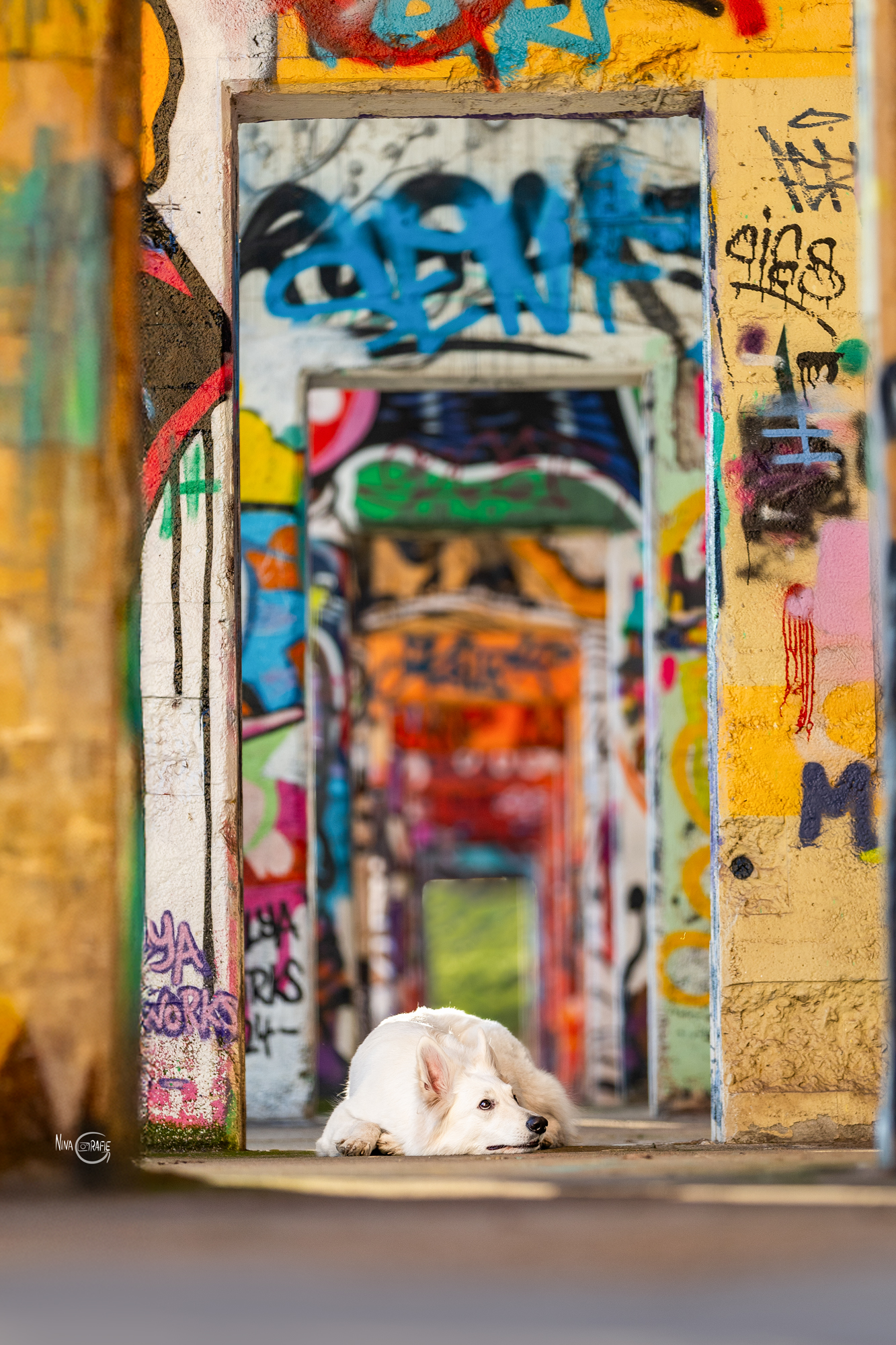 Shooting - Weißer Schweizer Schäferhund mit Graffitti