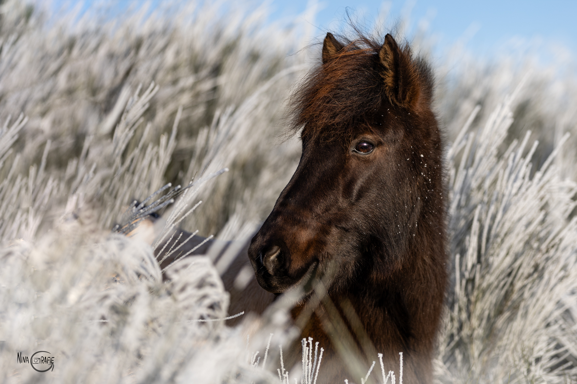 Shooting - Islandpony