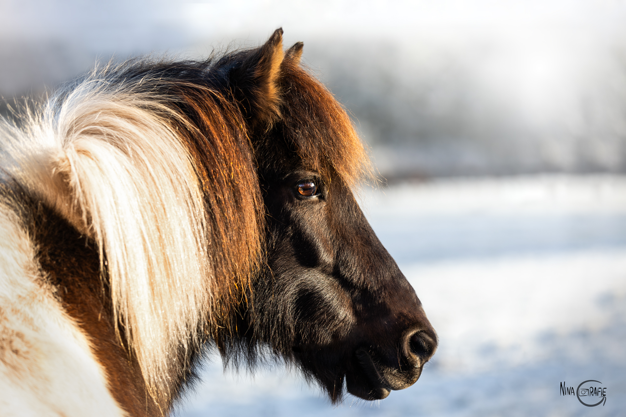 Shooting - Islandpony