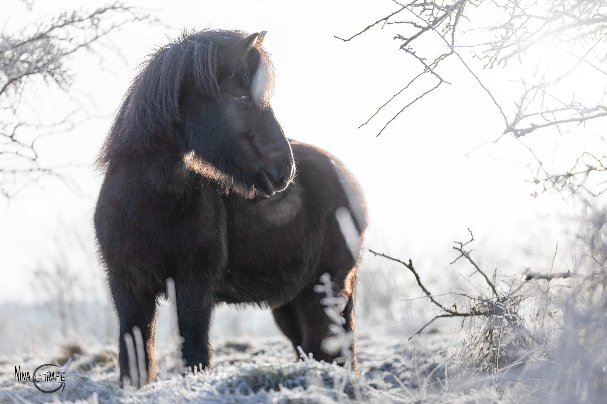Shooting - Islandpferd im Frost