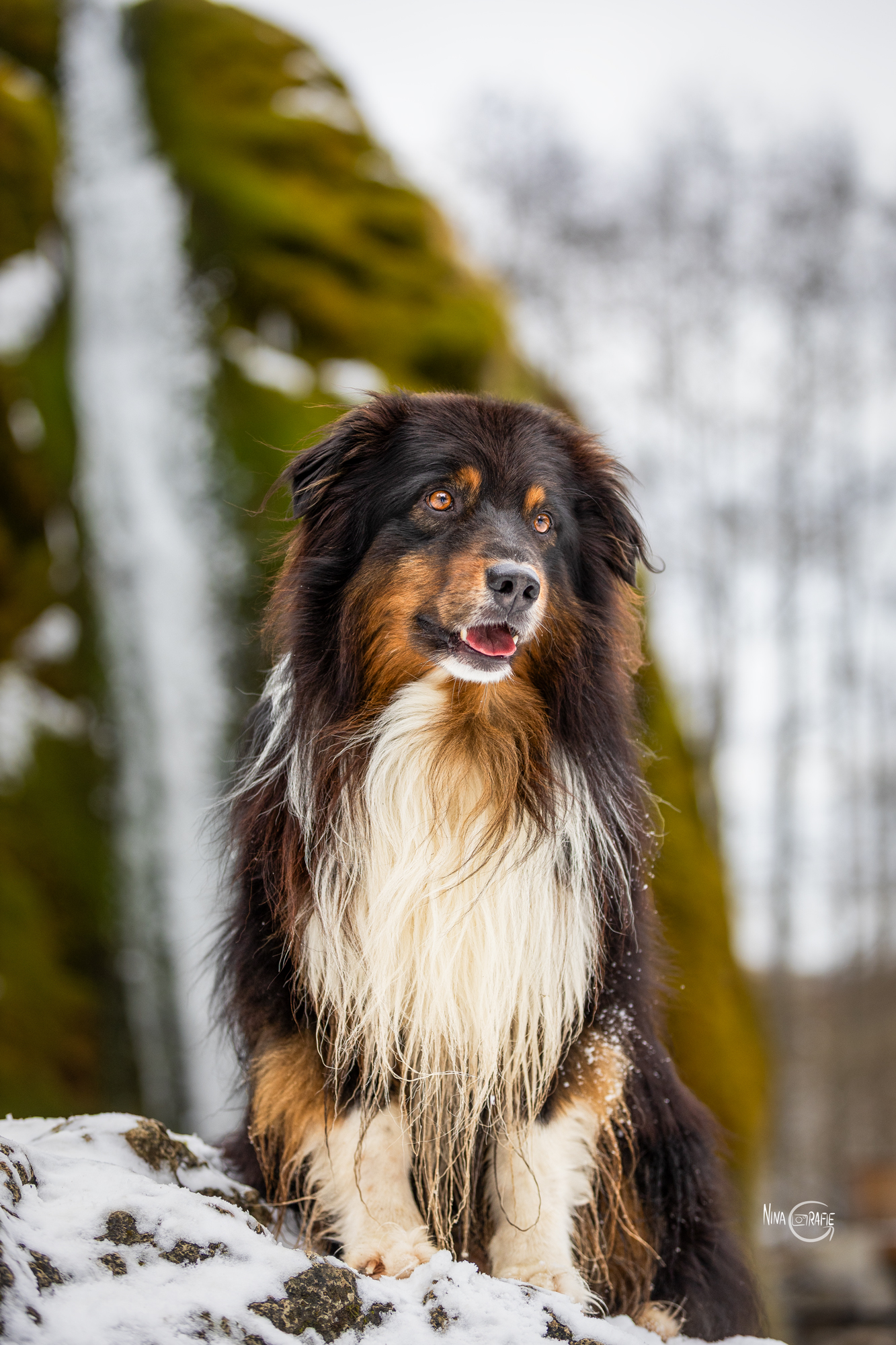 Shooting - Hund vor Wasserfall