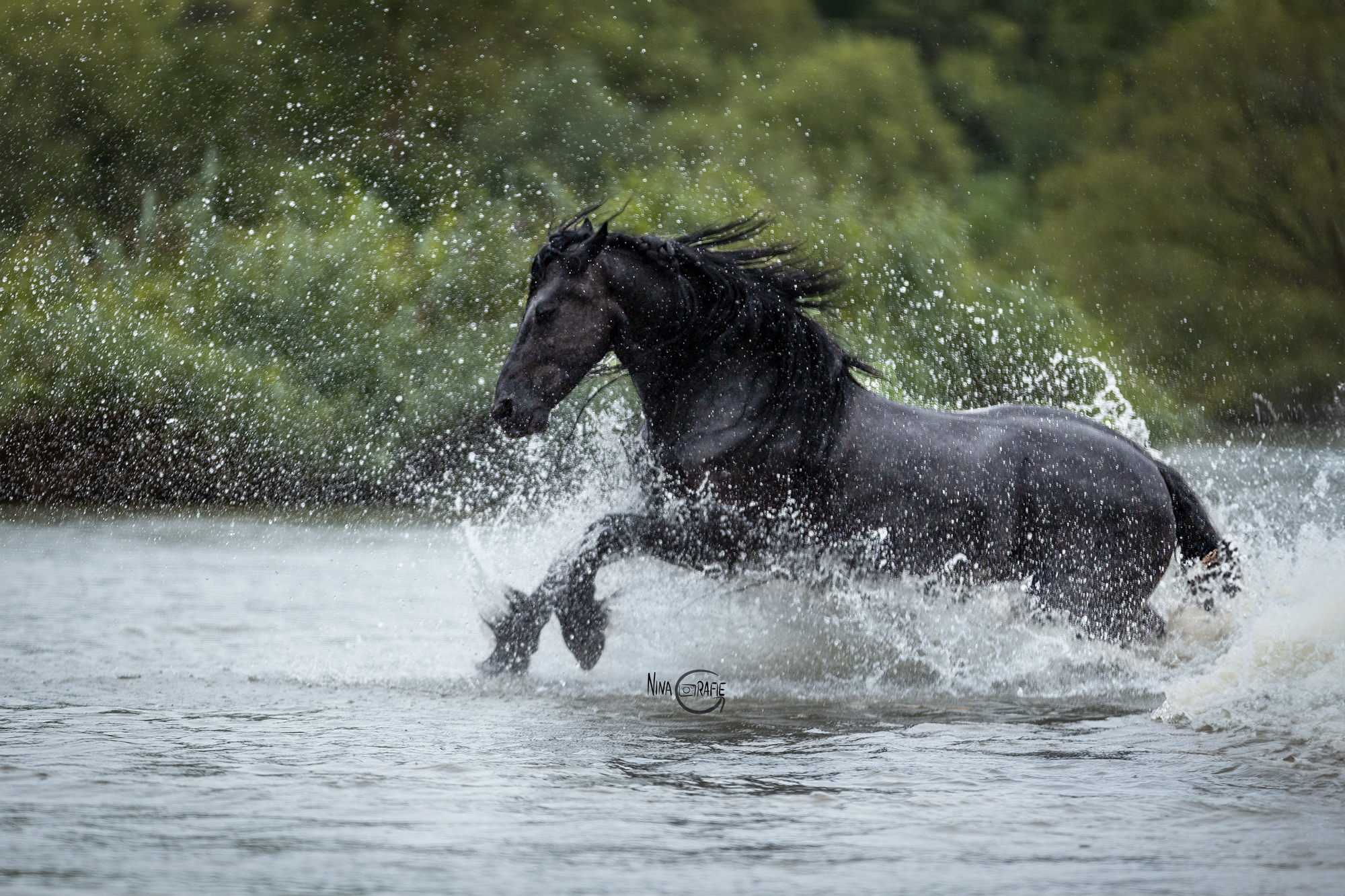 Portfoliotag - Freilauf im Wasser