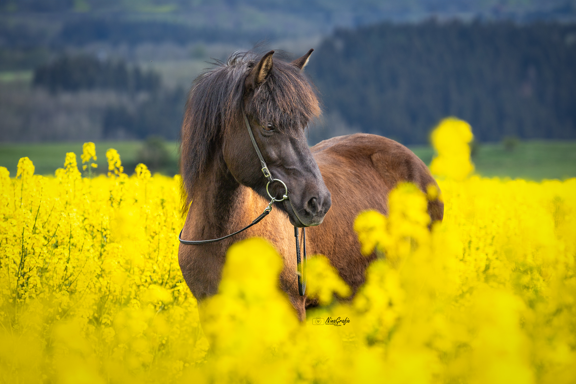 Shooting - Islandpferd im Raps