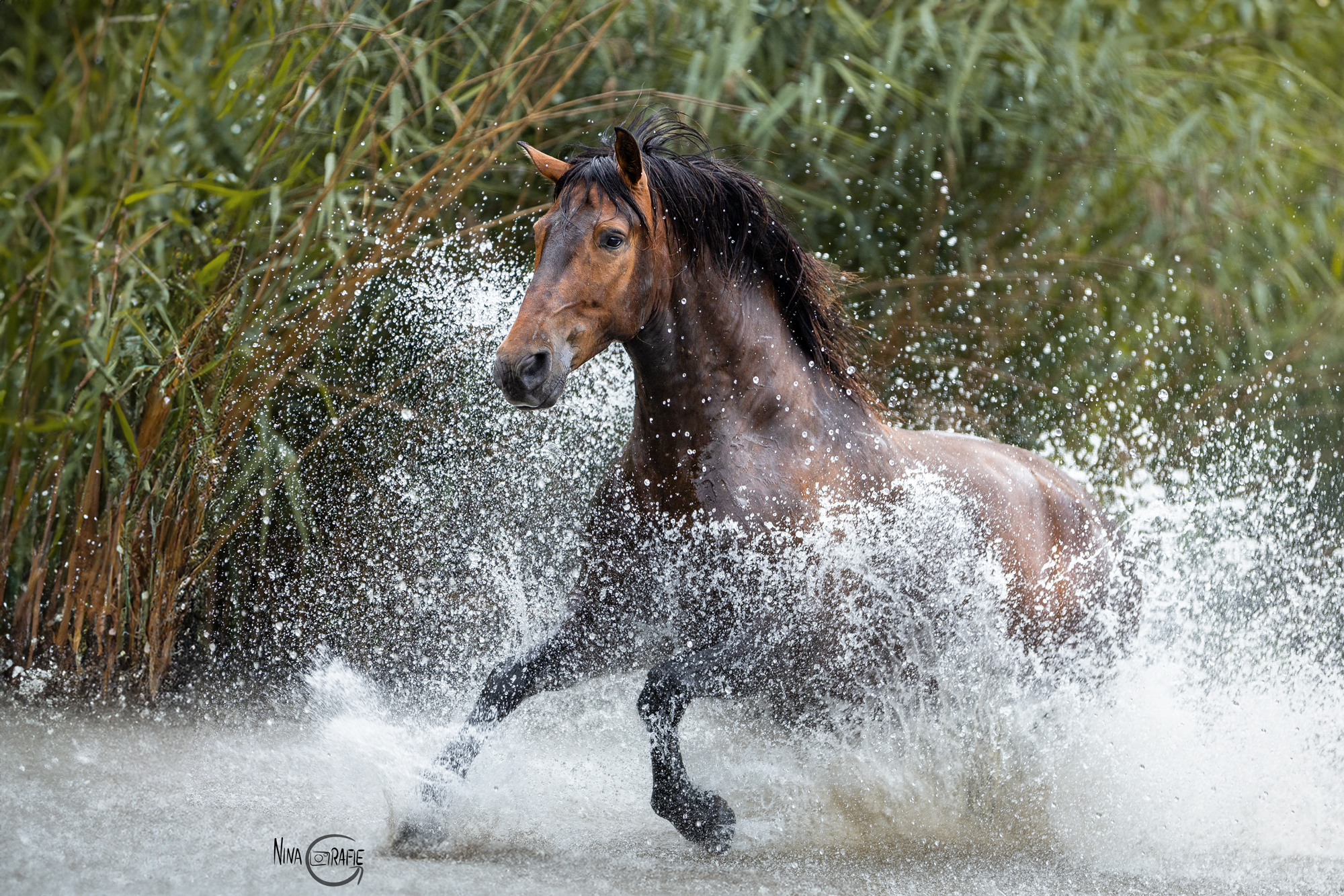 Portfoliotag - Freilauf im Wasser