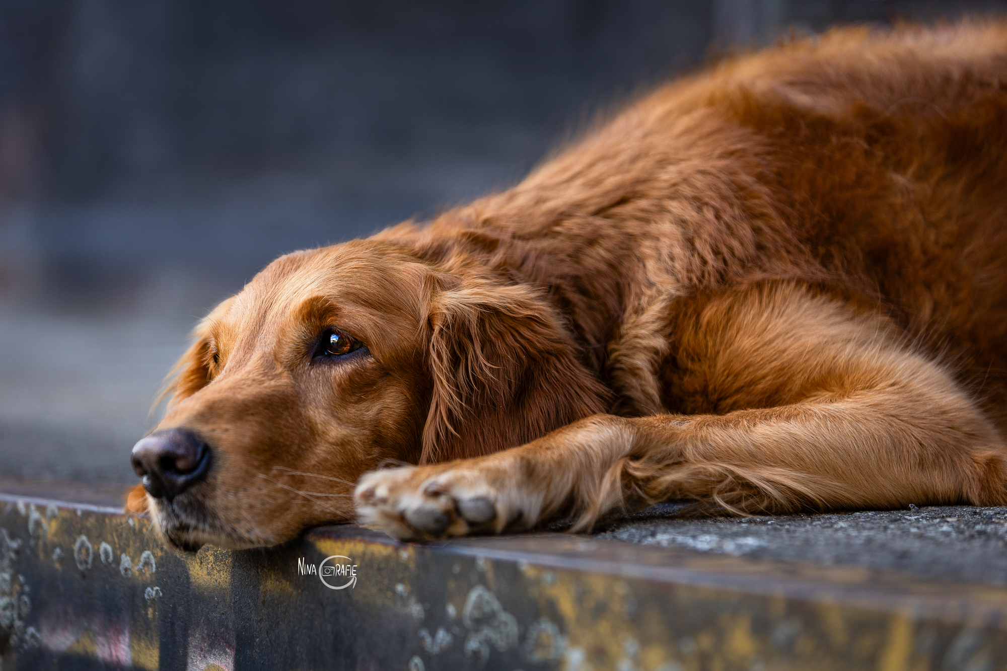 Shooting - Golden Retriever