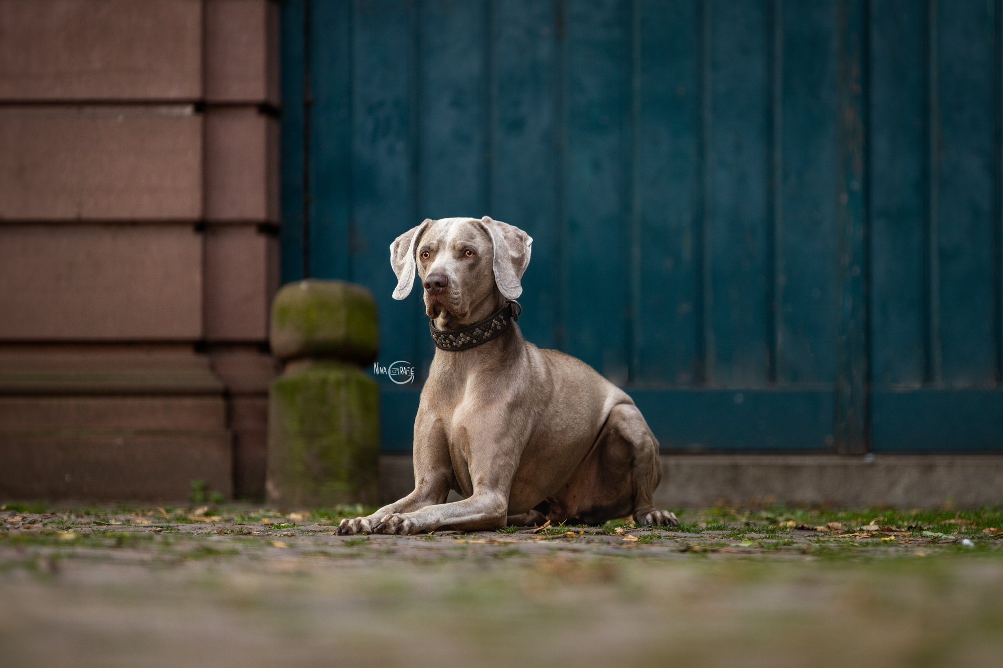 Shooting - Hund